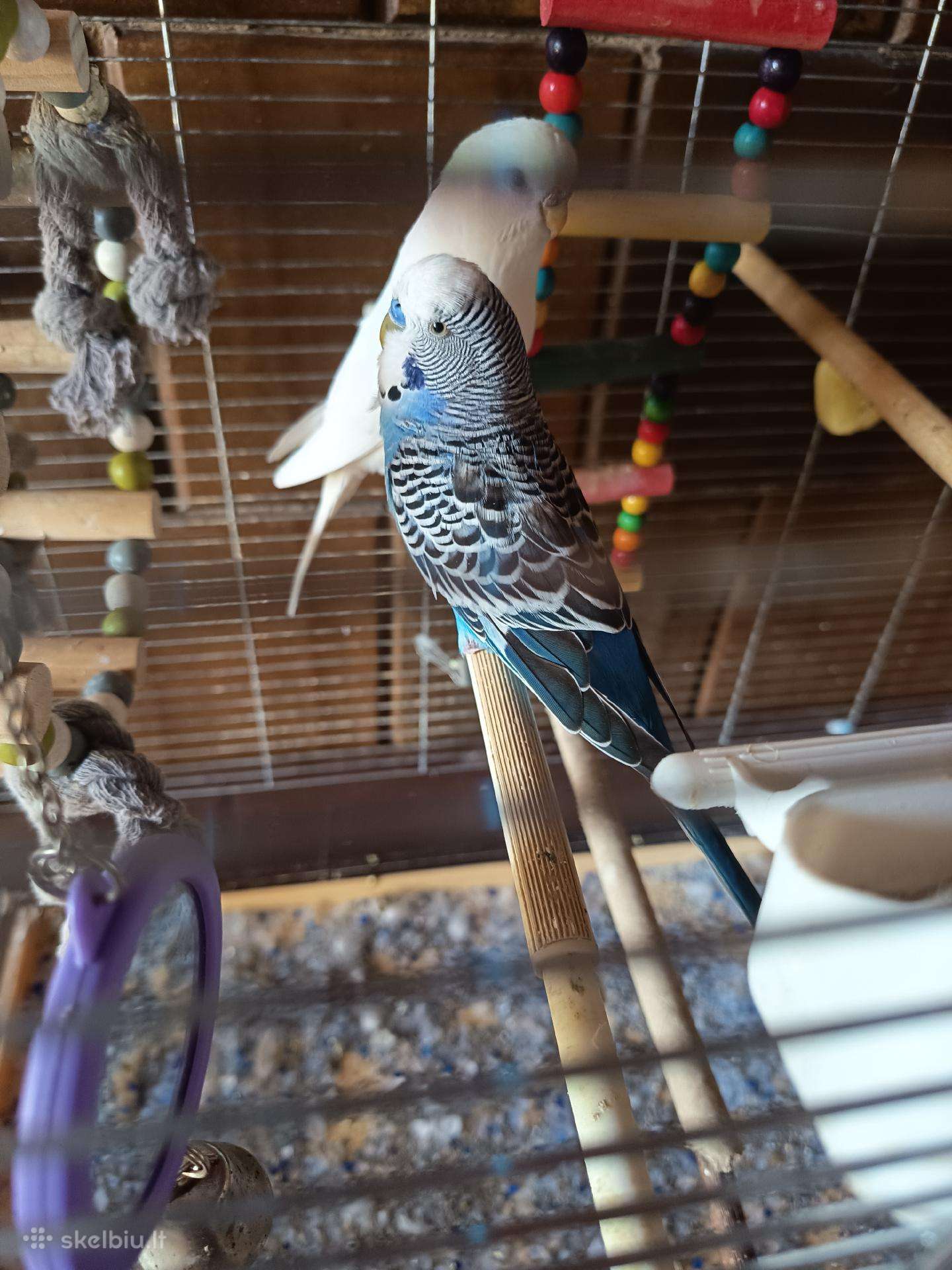 Banguotojų papūgėlių porelė