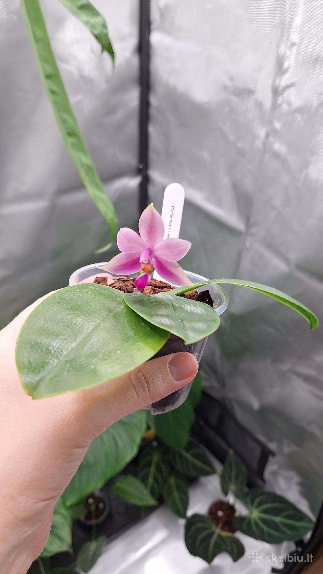 Phalaenopsis bellina, violacea