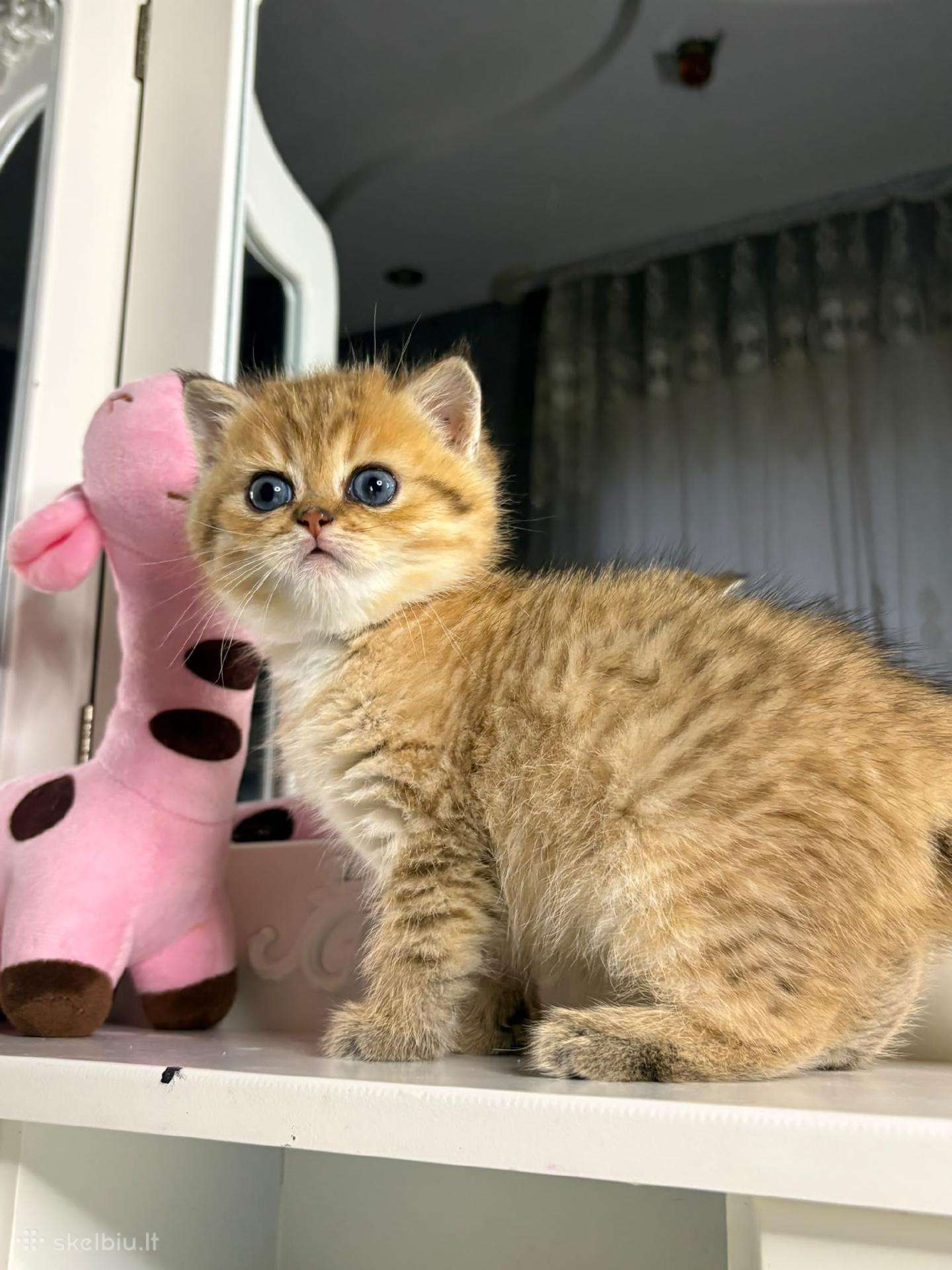 British shorthair