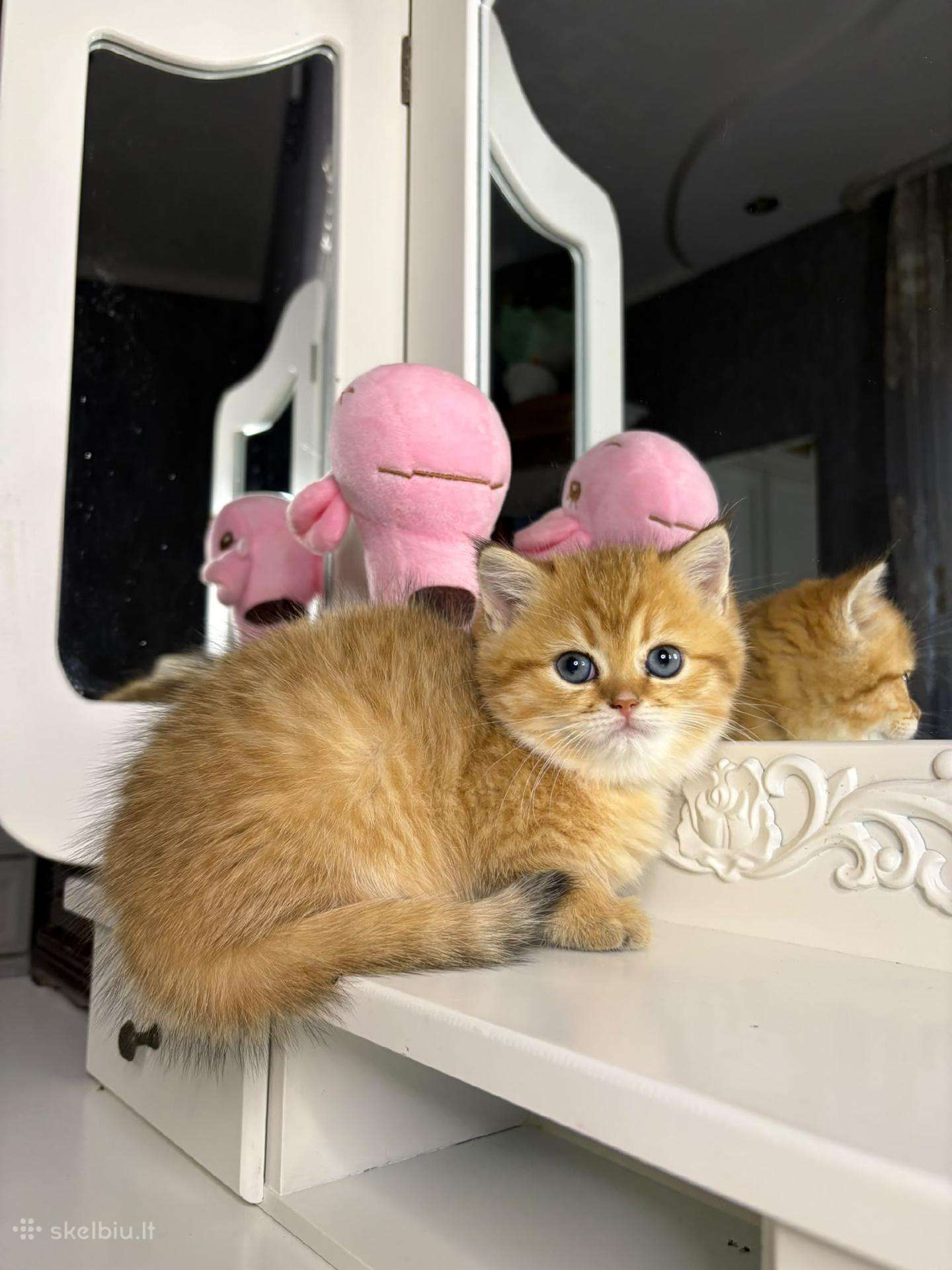 British shorthair