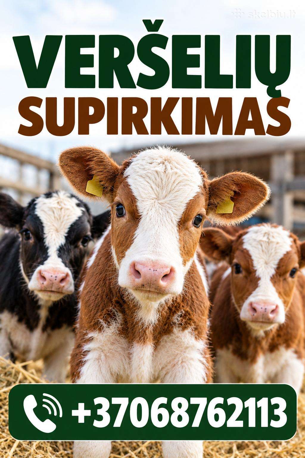 Veršelių Supirkimas iki 2 mėn. auginimui