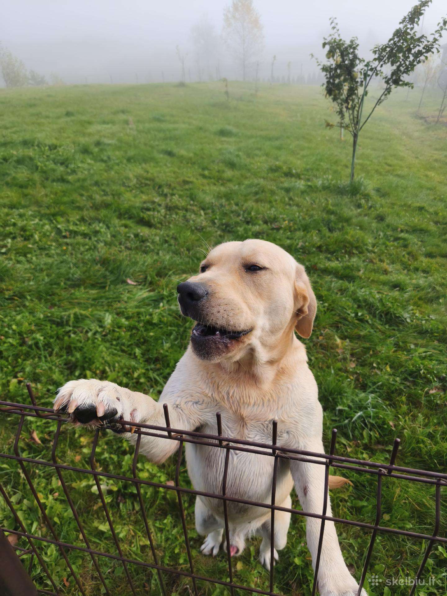 Dovanojame labradora