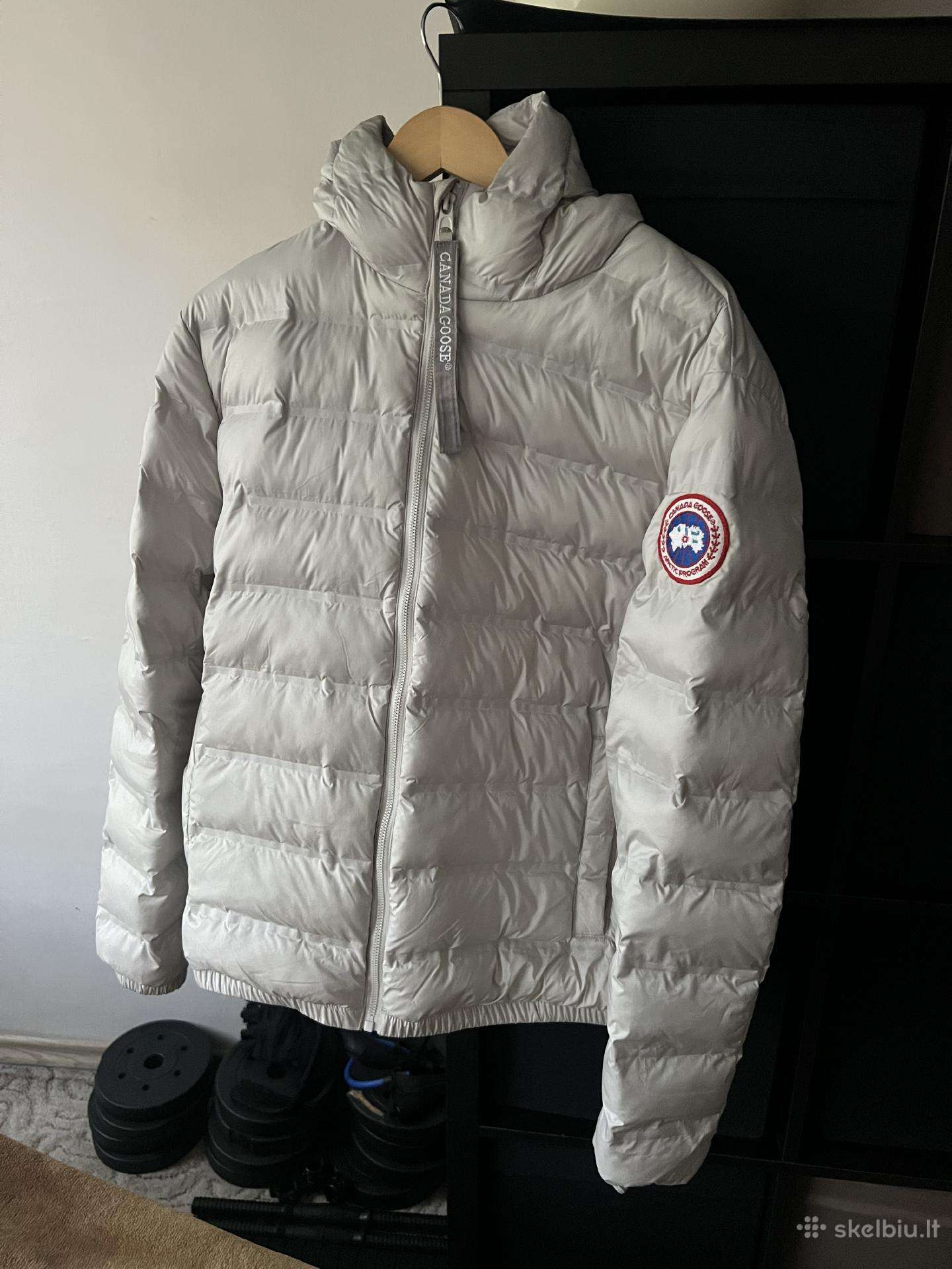 Canada goose
