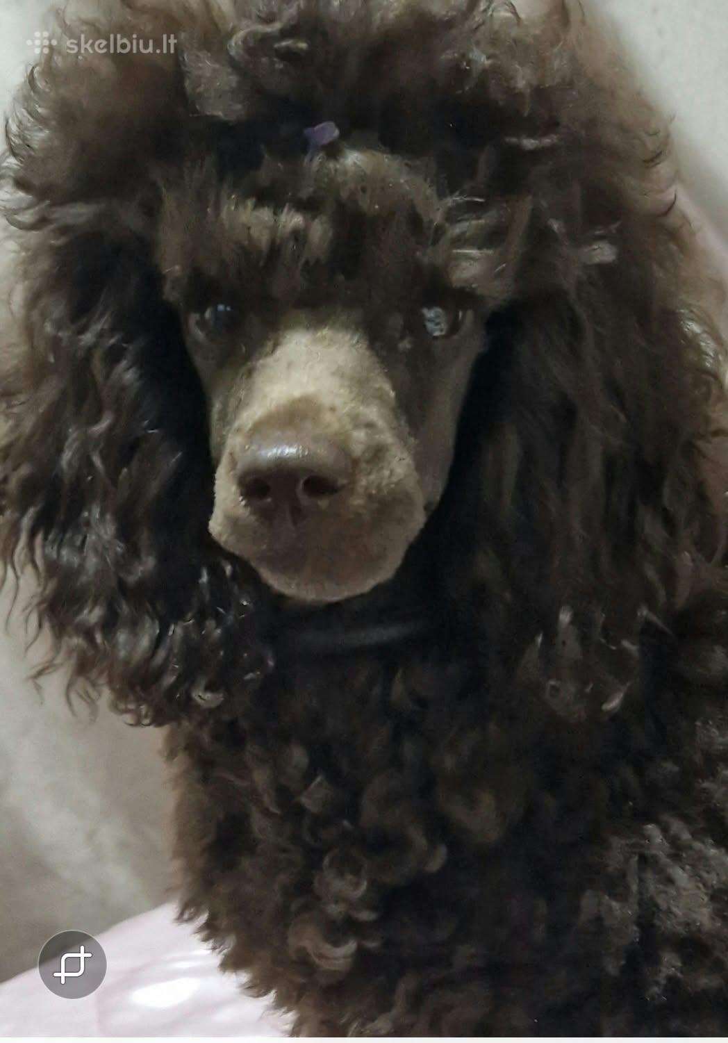 Pudel