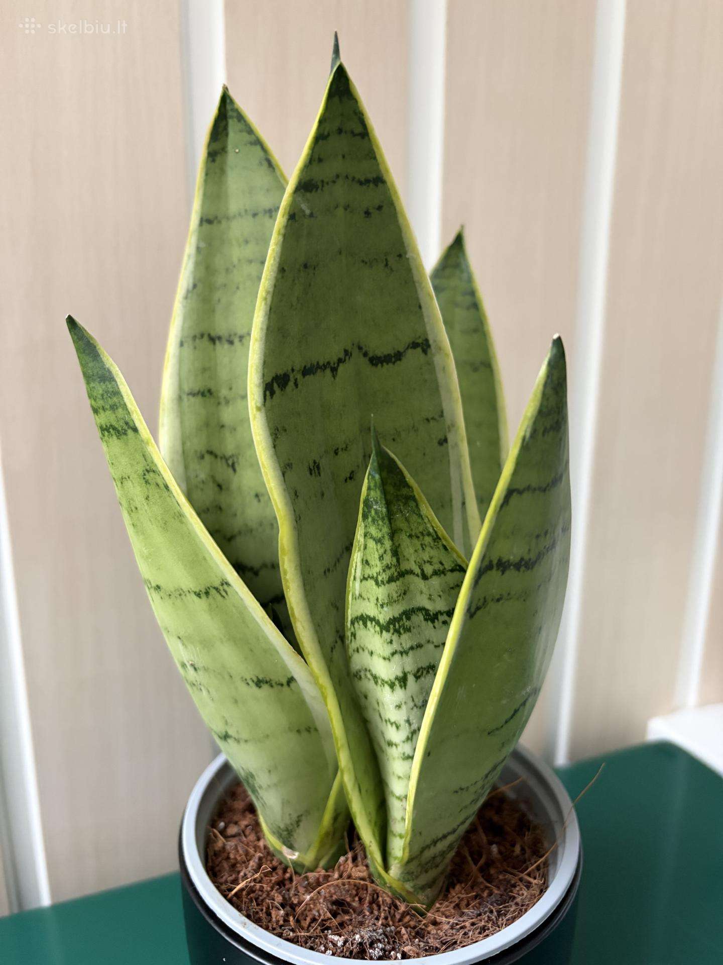 Sansevieria 'Pearl Young'