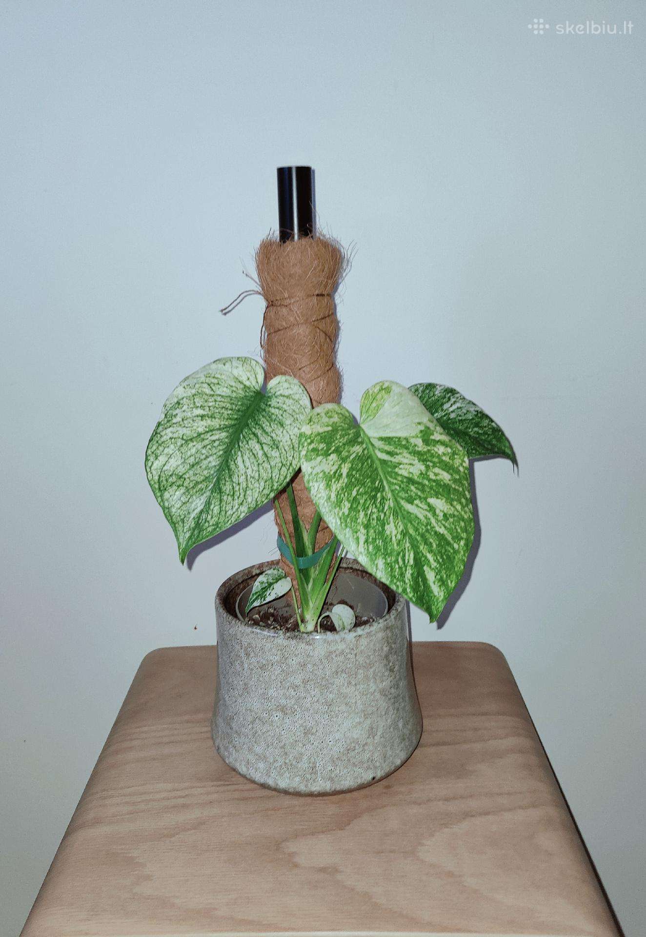 Monstera Mint