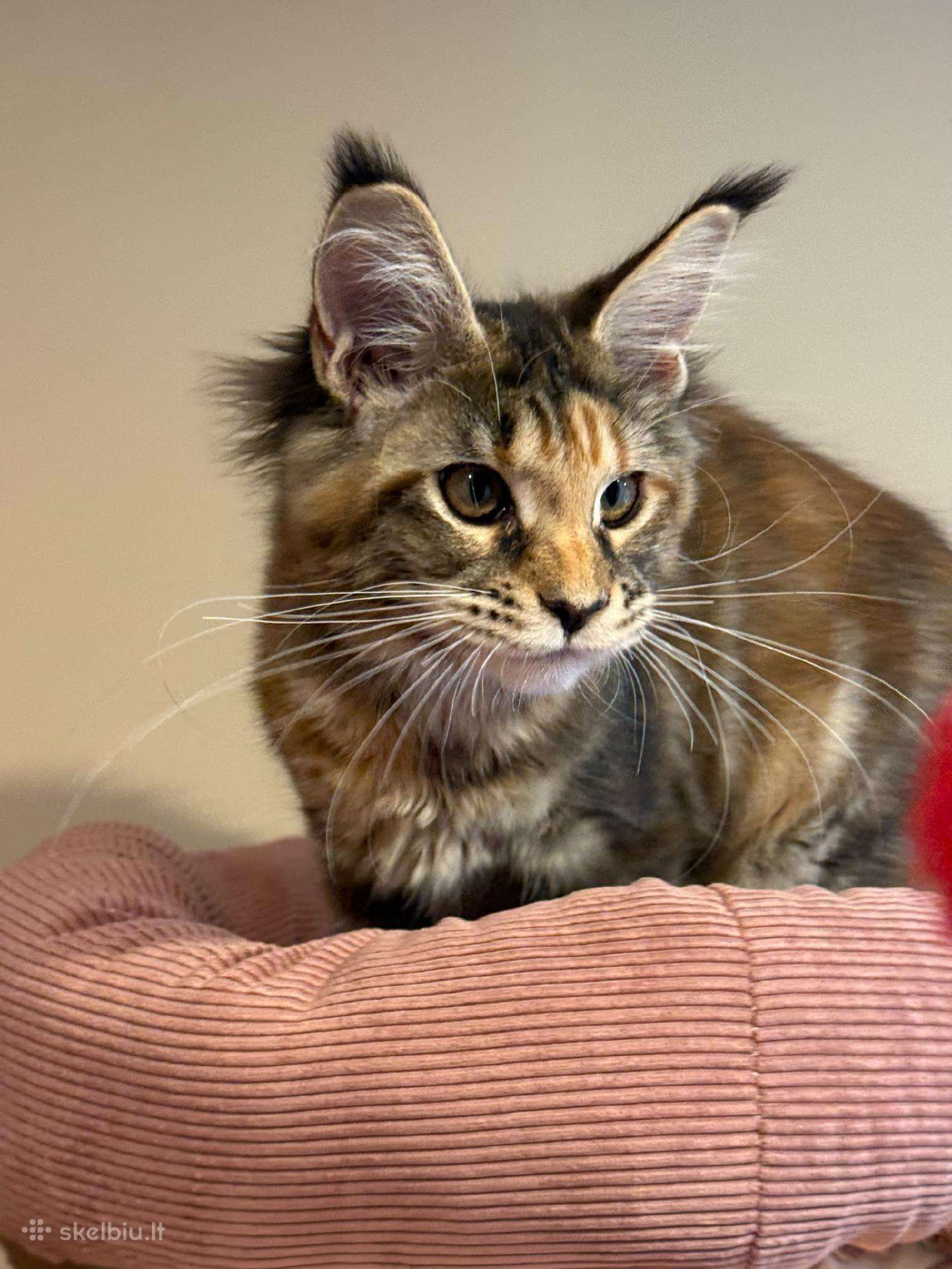 Mainecoon female f22 kačiukas parduodamas