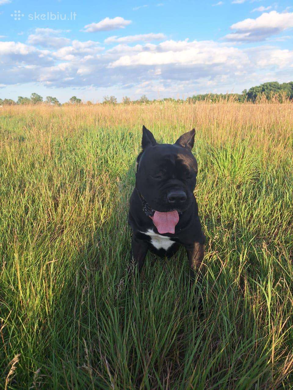 Cane-corso Fci