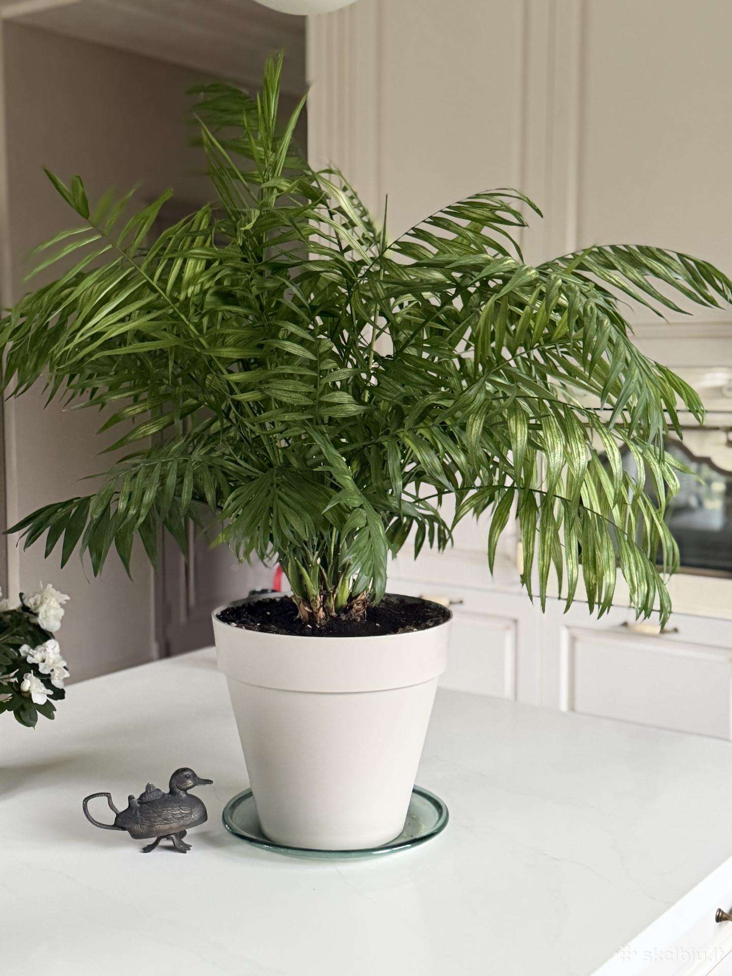 Nuostabi Dipsis Jungle palmė 6 m.