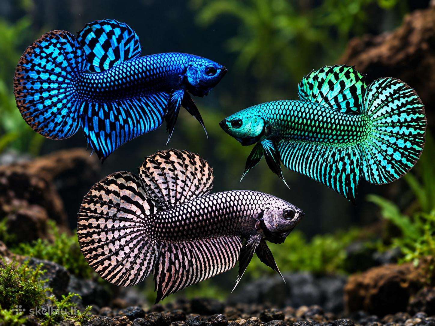 Parduodamos Alien Betta kovinės žuvytės