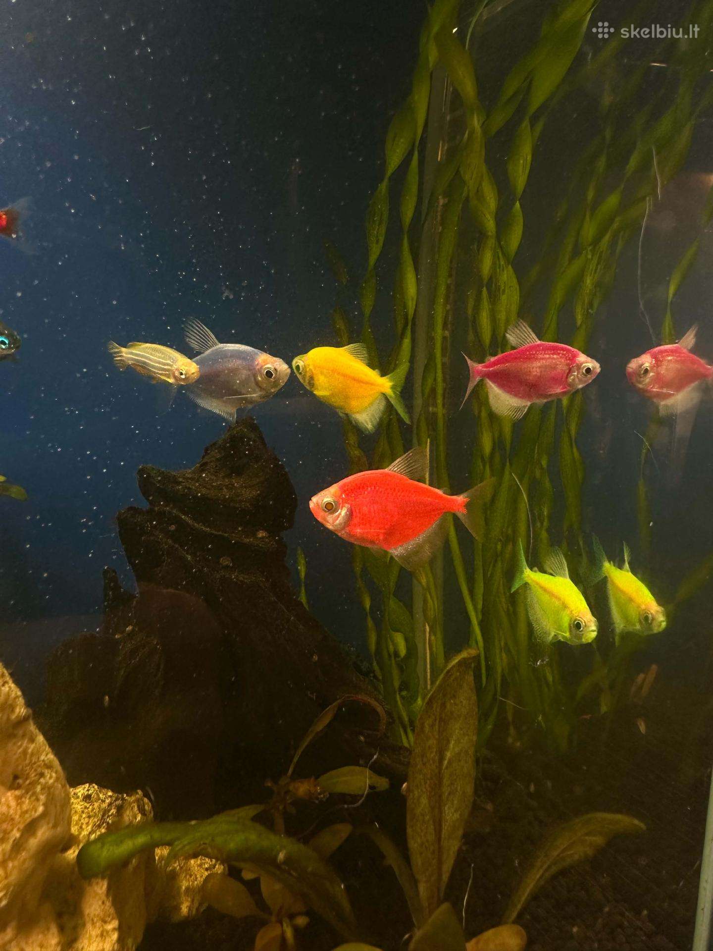 Akvariumo zuvytes ternecijos