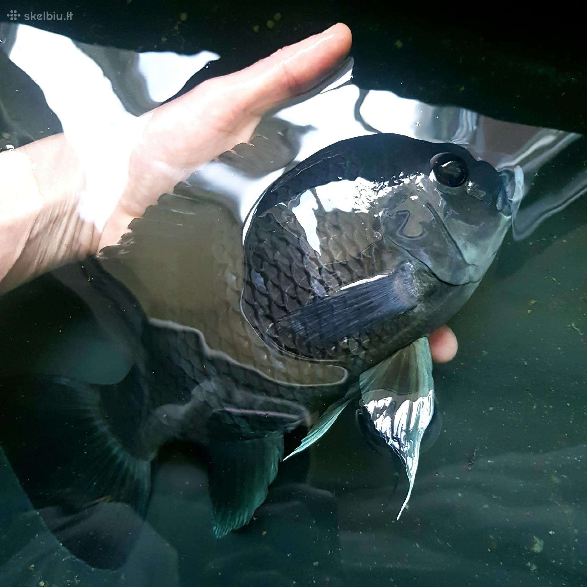 Zebrinė tiliapija (Heterotilapia buttikoferi)