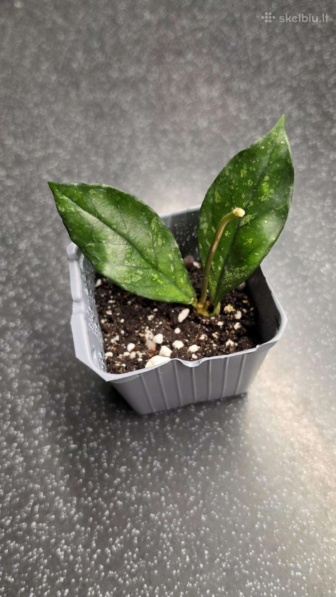 Vaškuolė hoya crassipetiolata