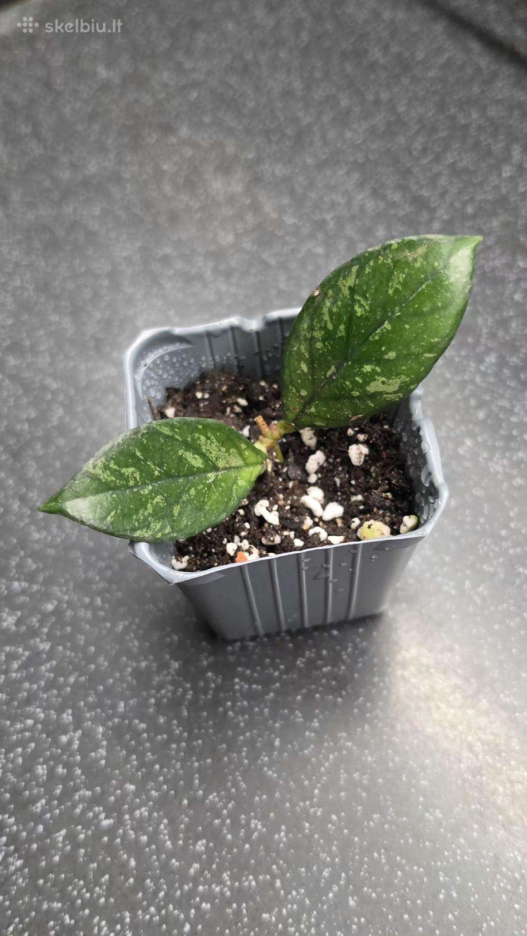 Vaškuolė hoya crassipetiolata