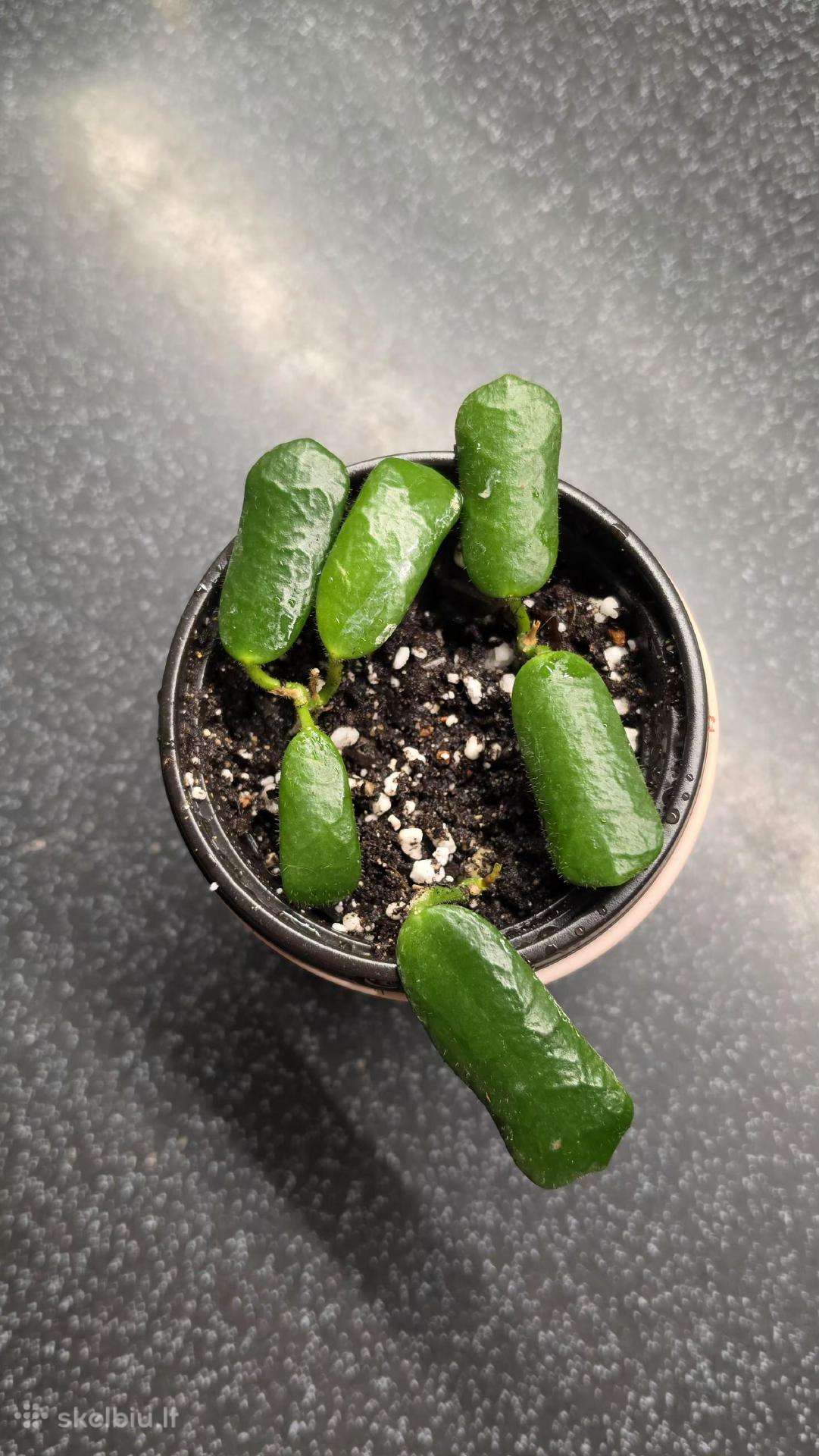 Vaškuolė hoya rotundiflora