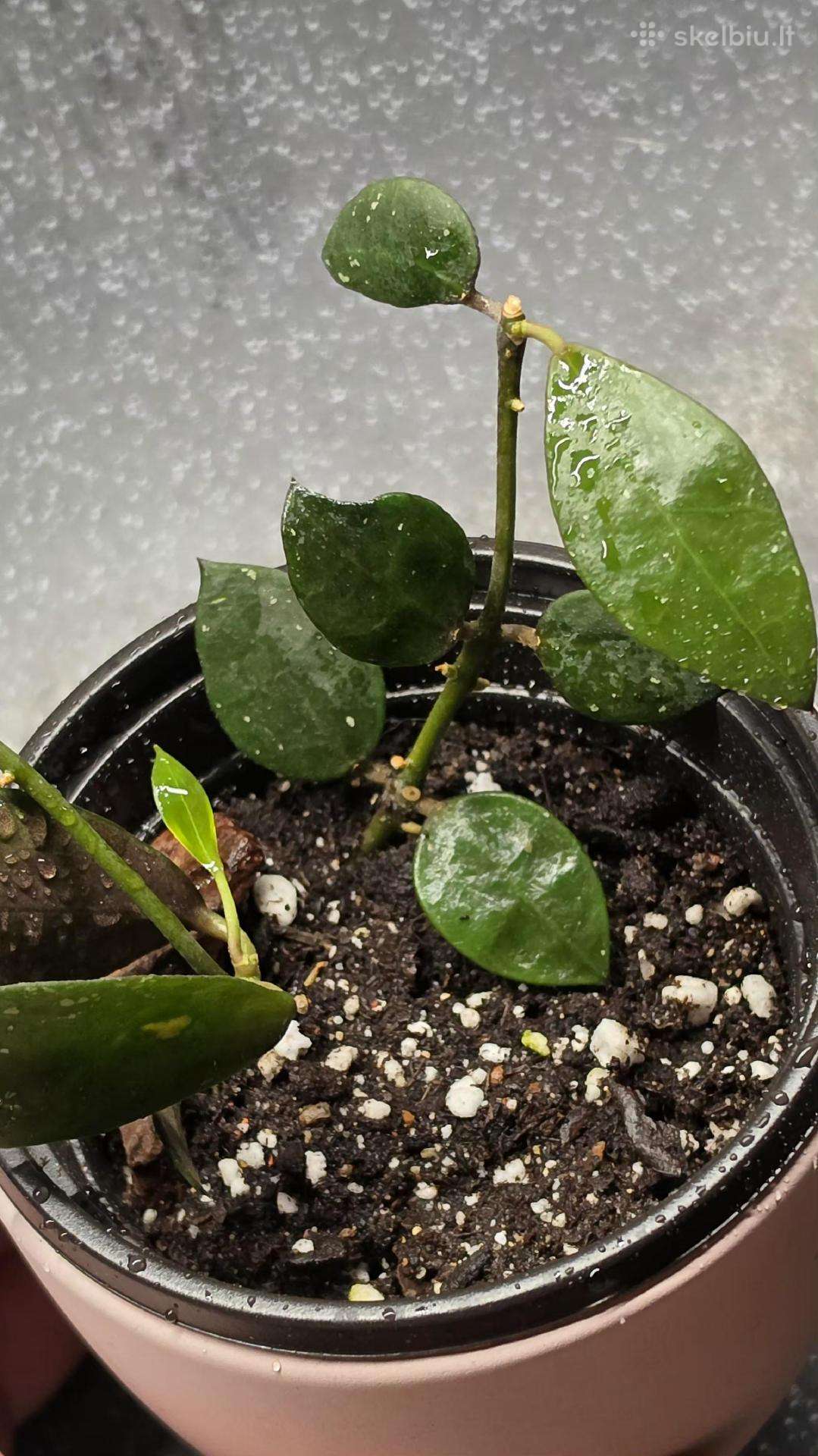 Vaškuolė hoya walliniana