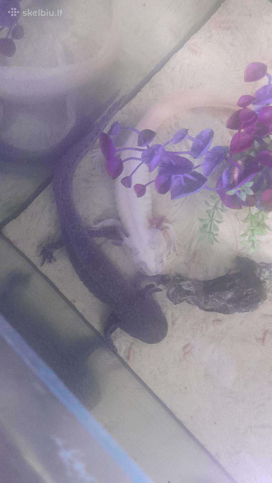 Dovanojamas aksolotlis / axolotl.