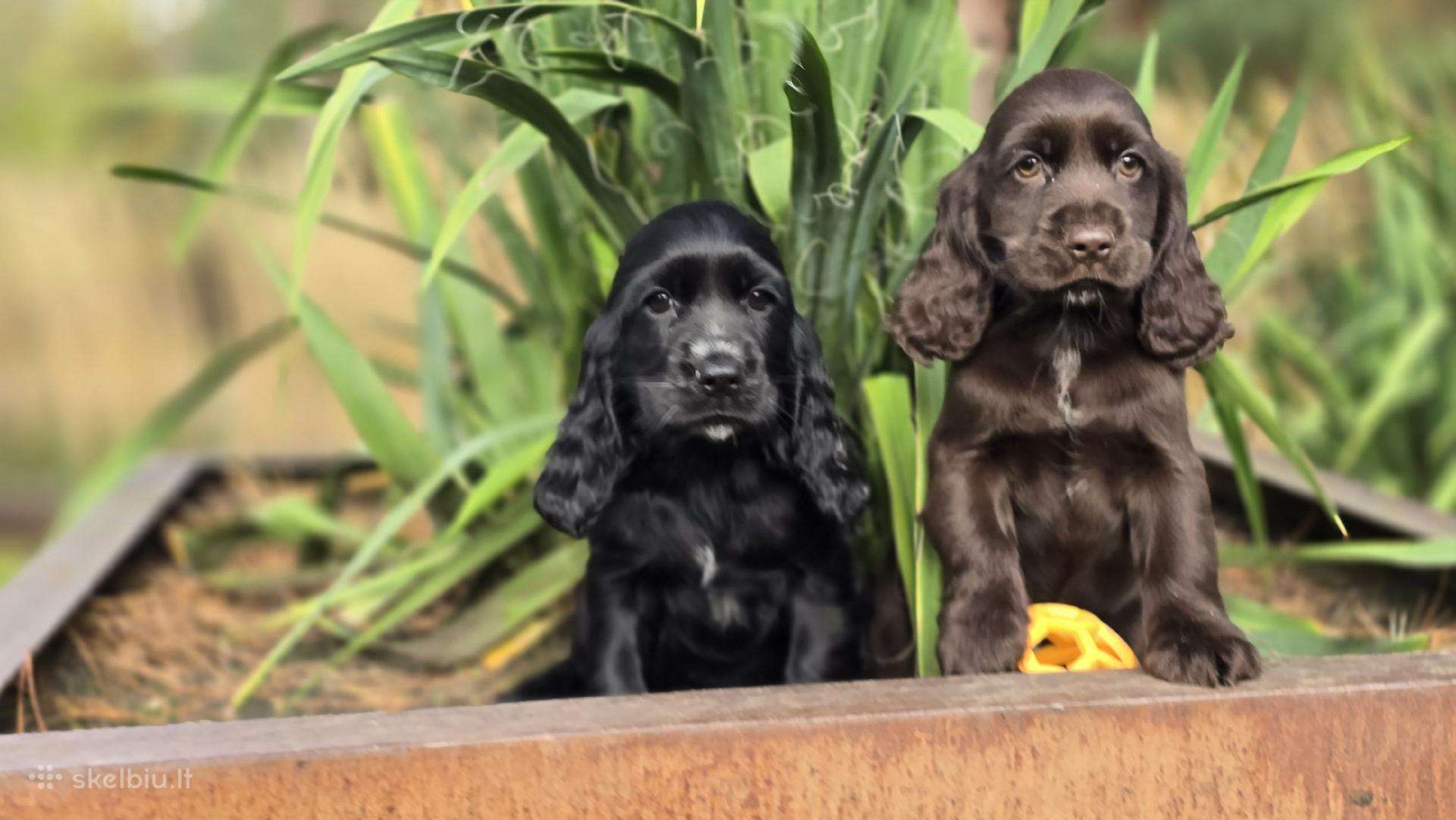 Cocker spanieliaus patinukas ir kalytė