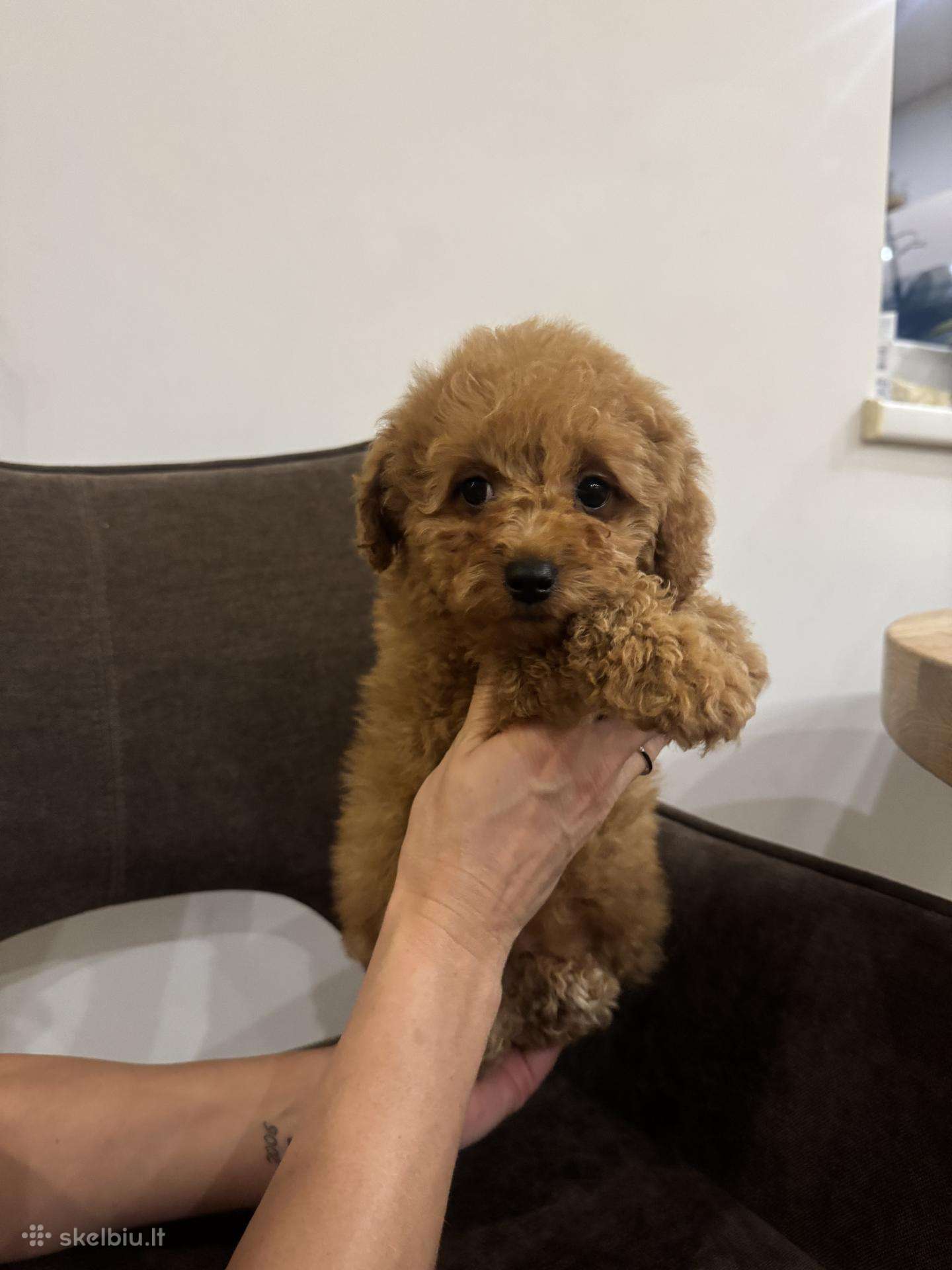 Cockapoo berniukai