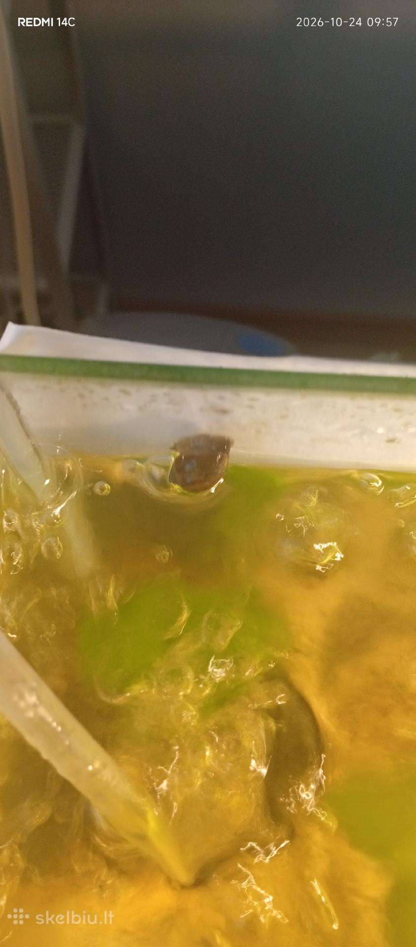 Sraiges akvariumui po 50ct vnt