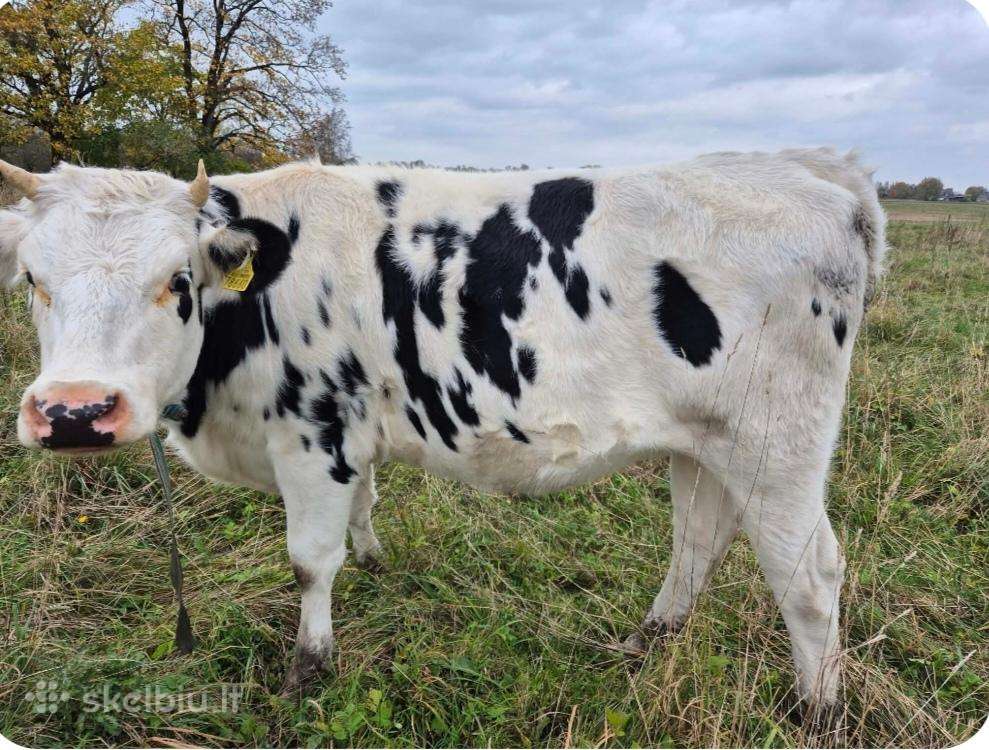 Parduodu Telyčias