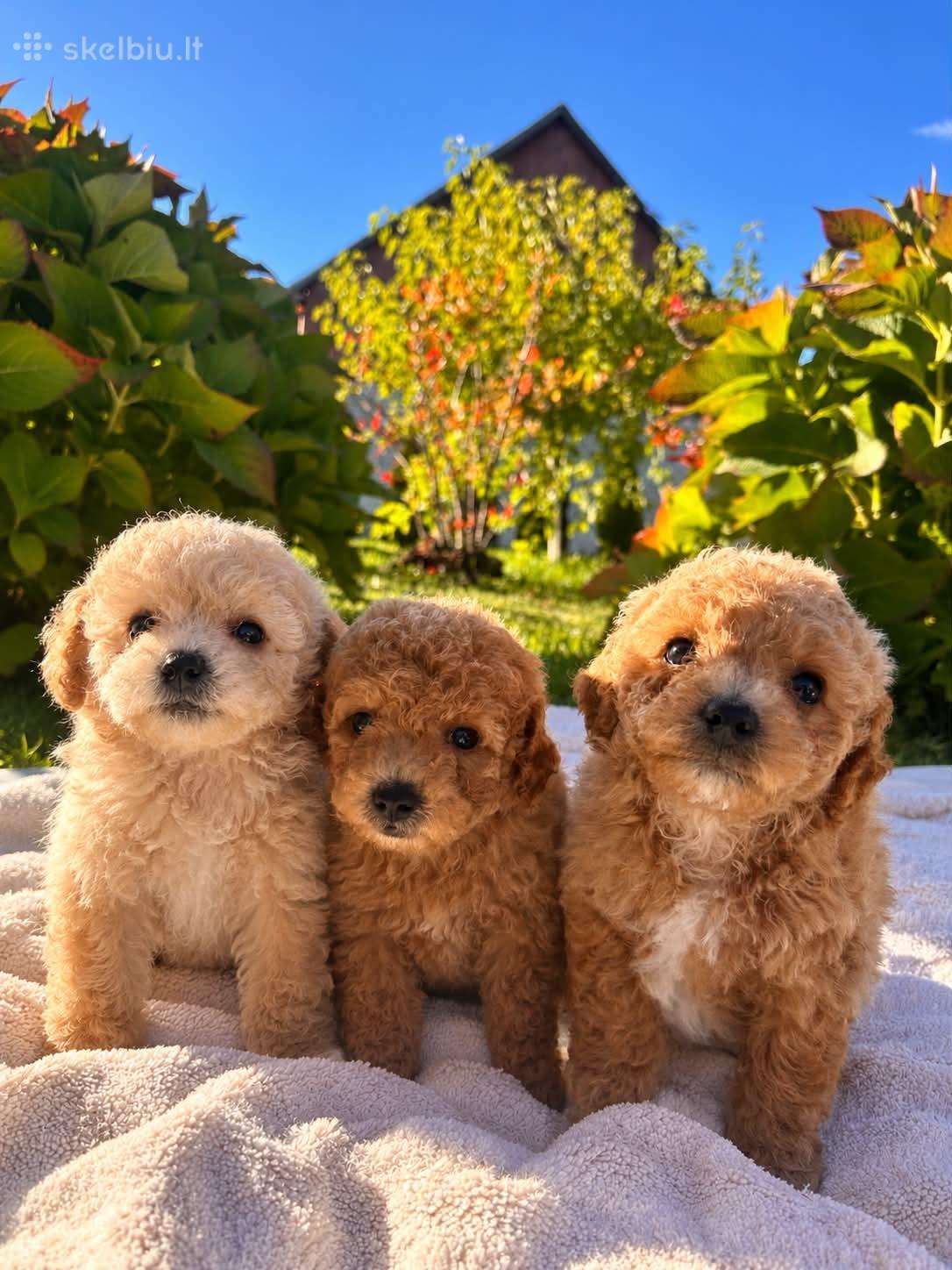 Maltipoo