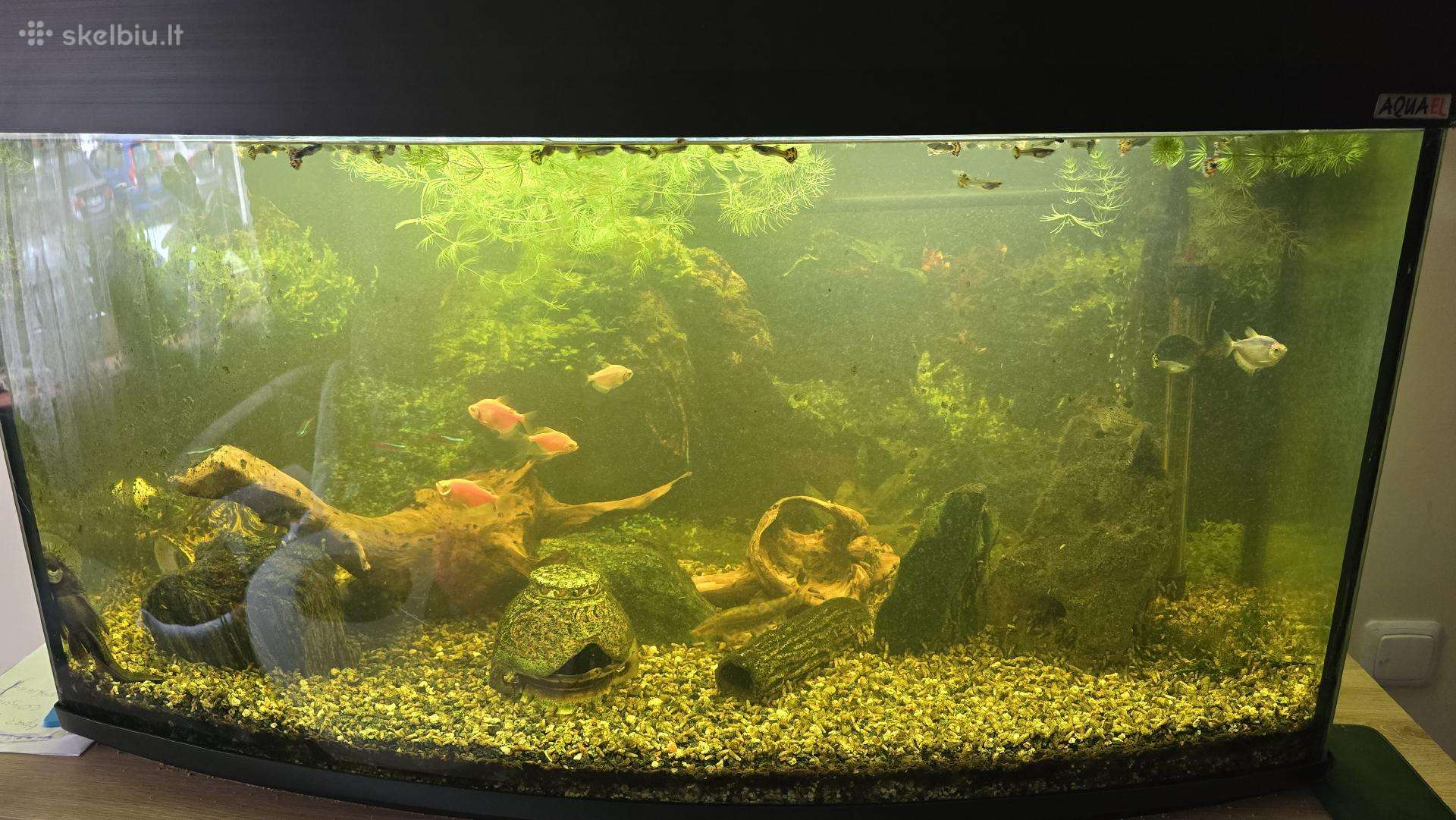 200l akvariumas su žuvytėmis