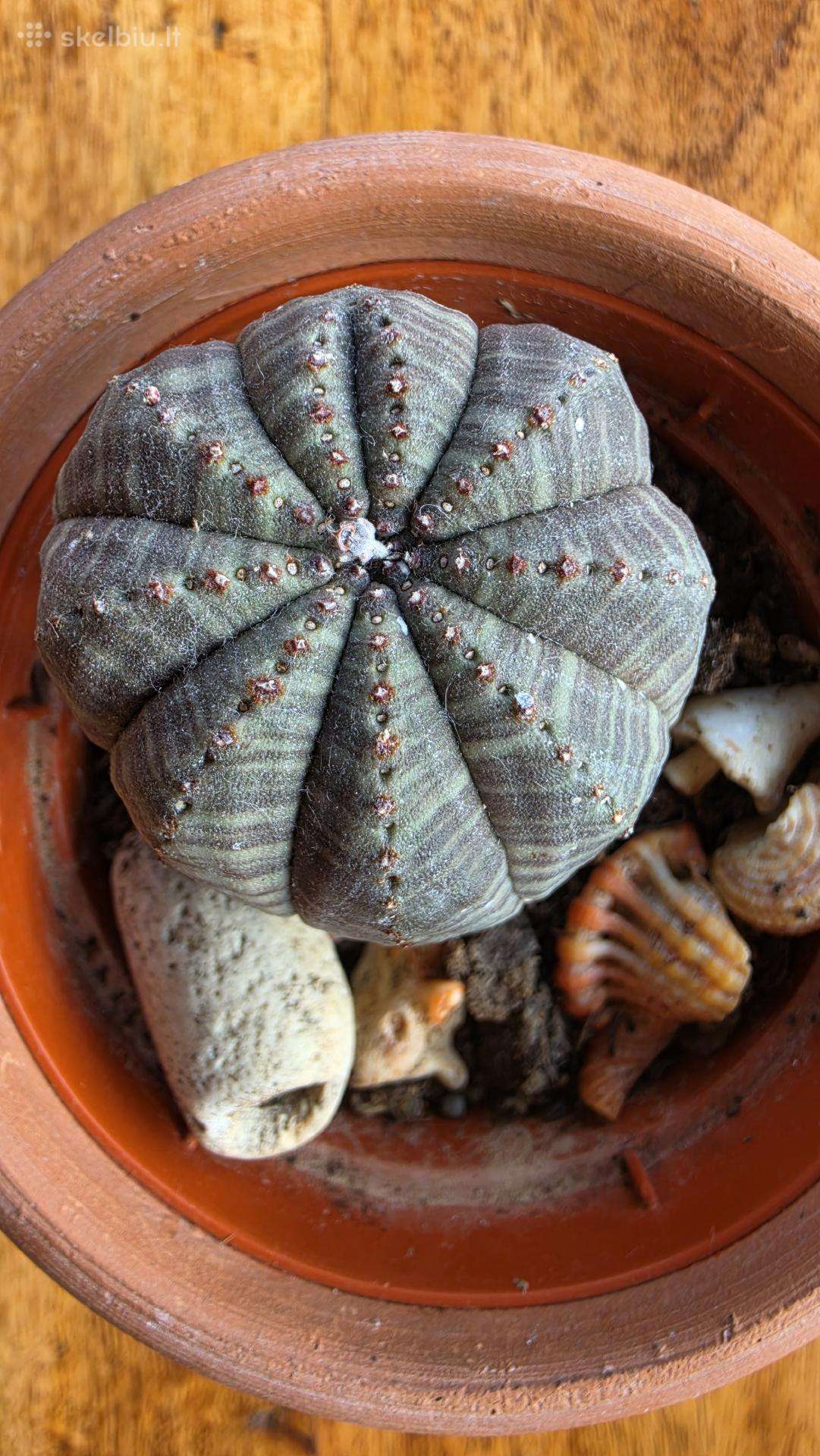 Kamuolinė karpažolė Euphorbia obesa