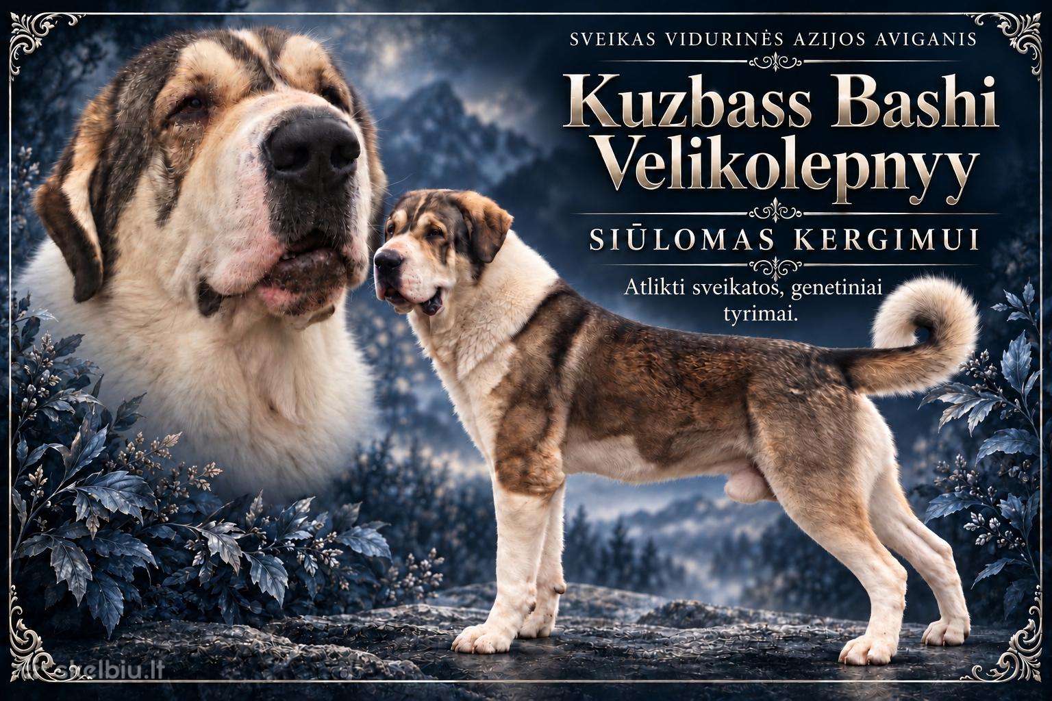 Patinas Kergimui / Pasaulio Čempiono Kraujai