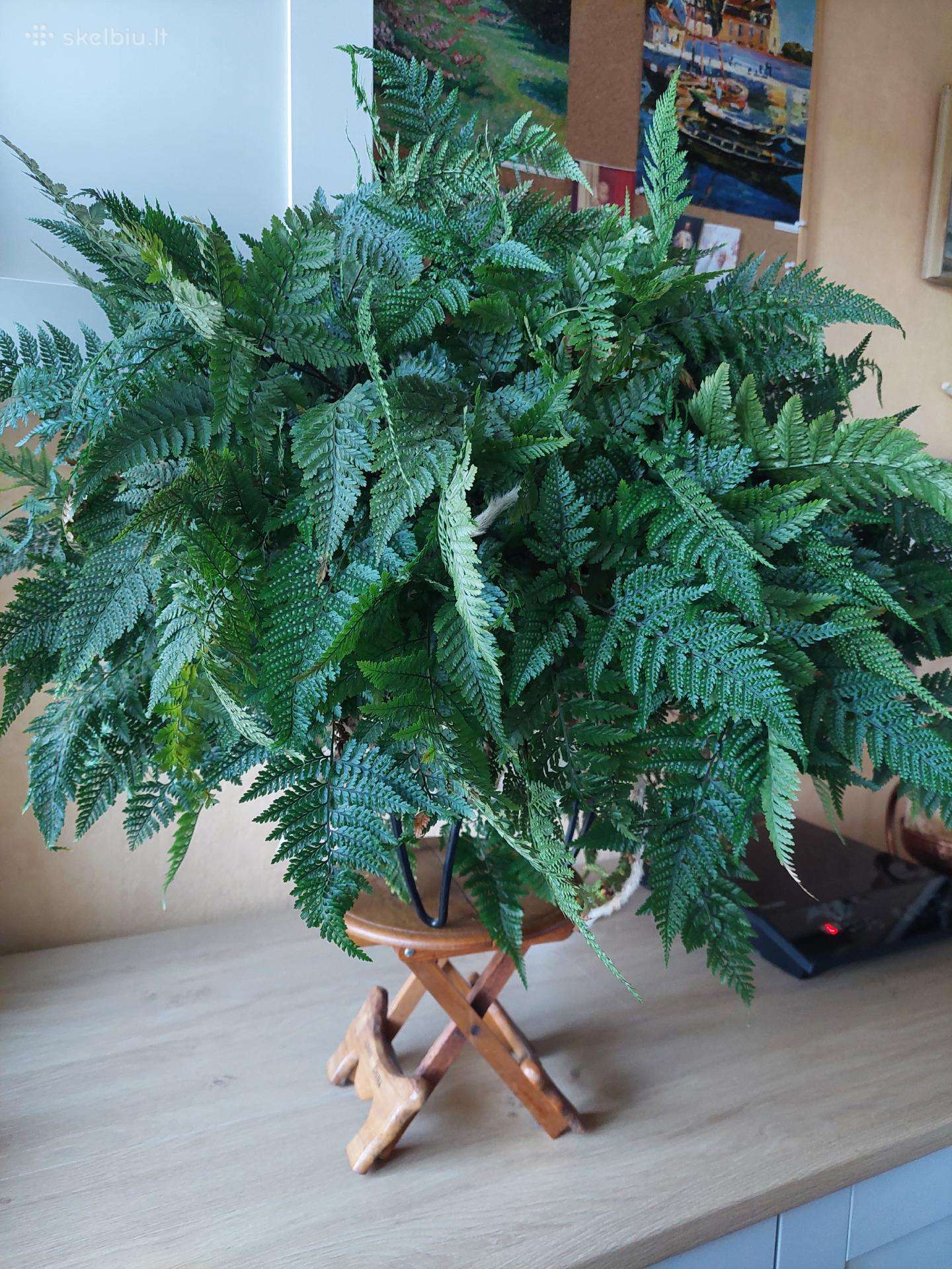 Japoniškas papartis- kiškio letenėlė