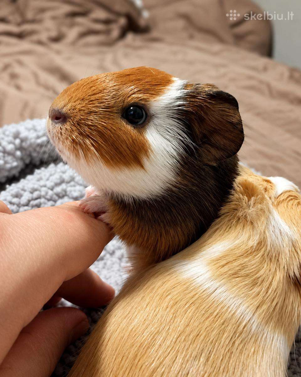 Jūrų kiaulytės