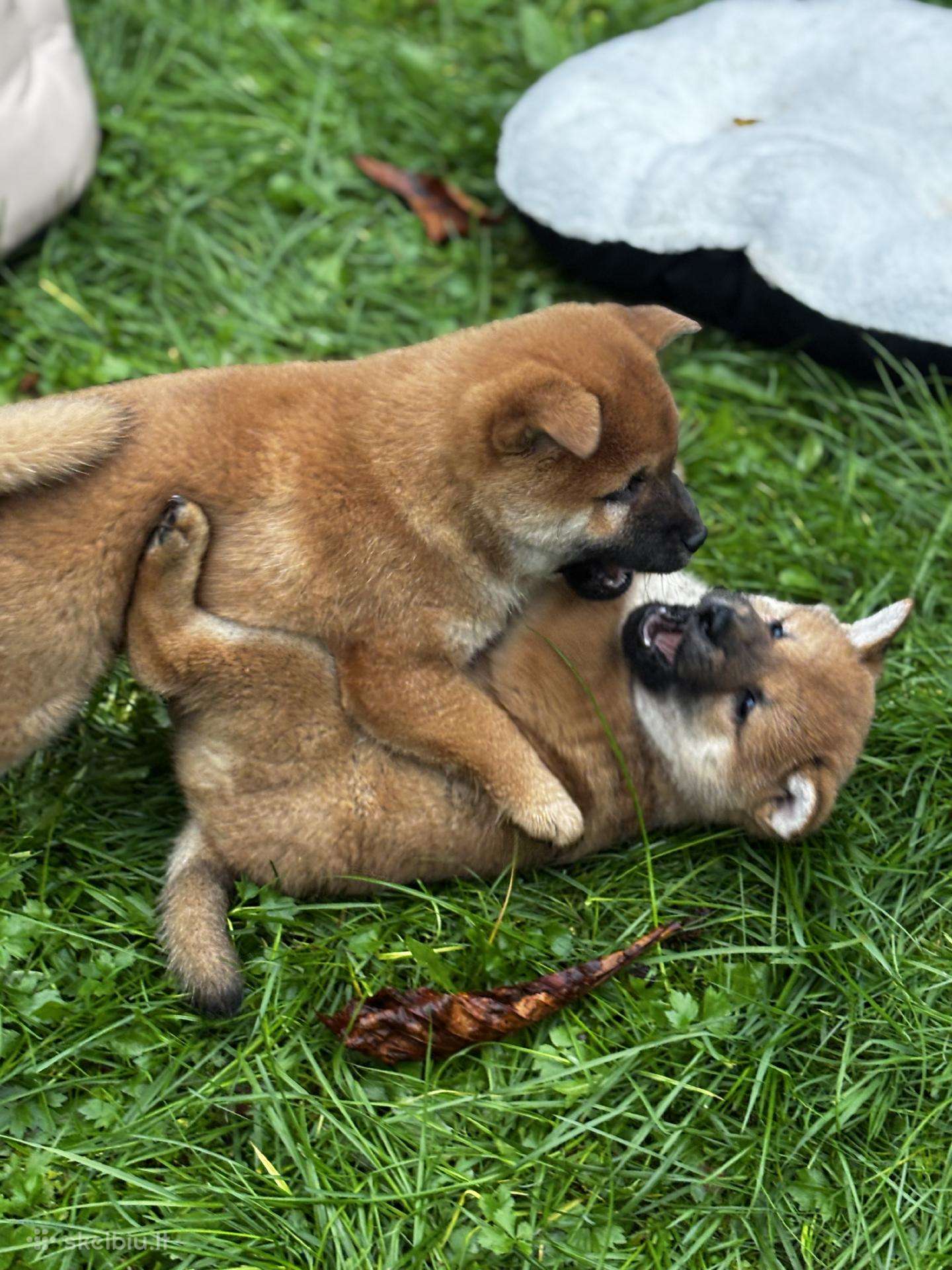Shiba inu