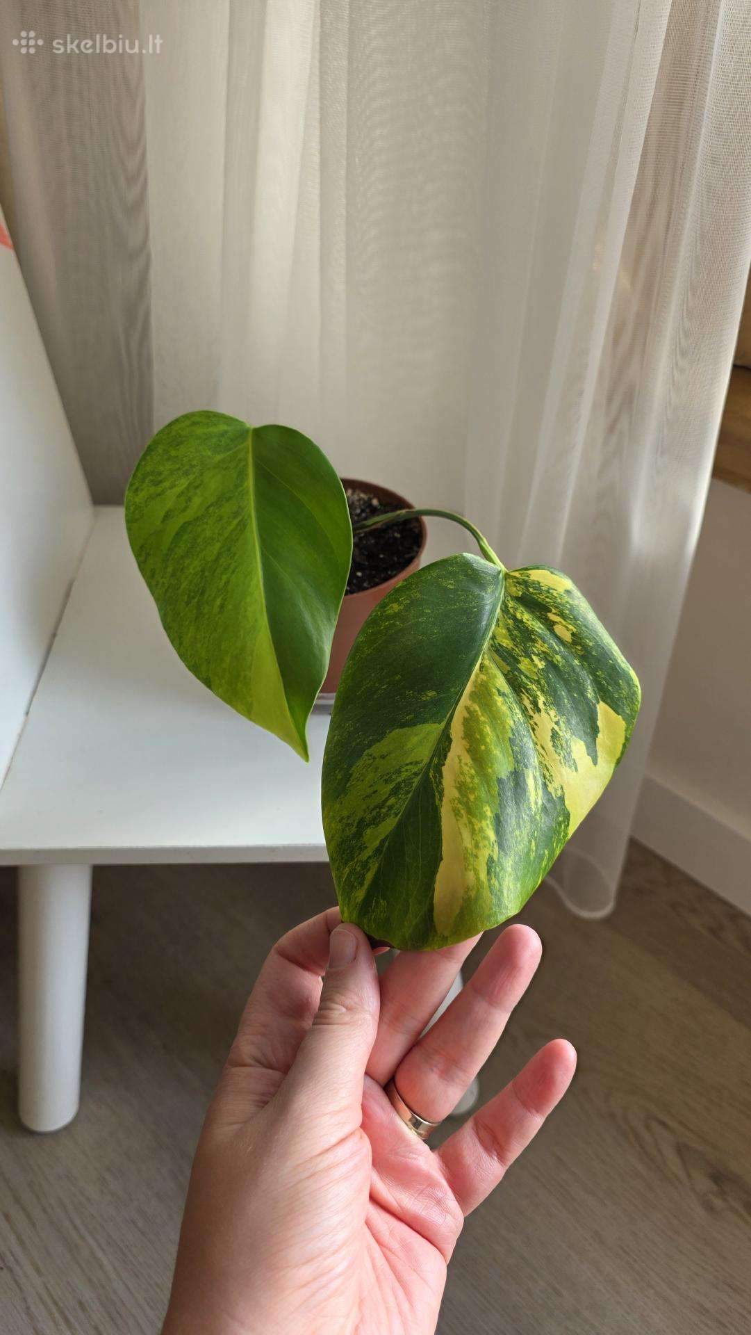 Monstera borsigiana aurea variegata
