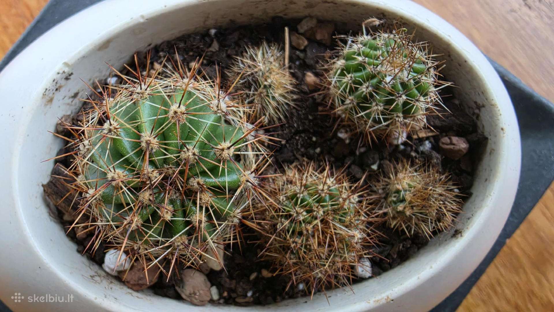 6 maži Echinopsis kaktusai