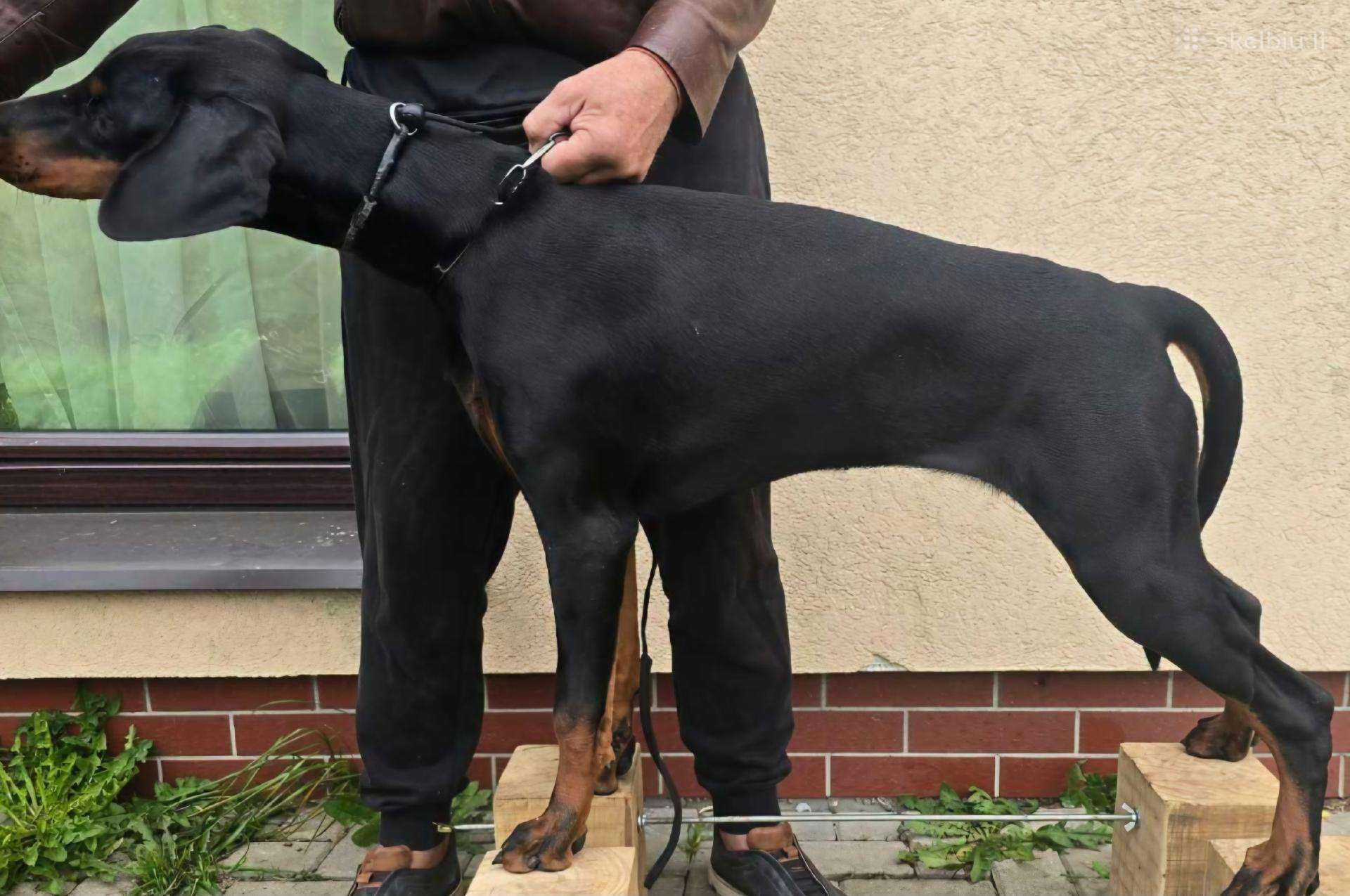 Dovanojama dobermanų kalytė.