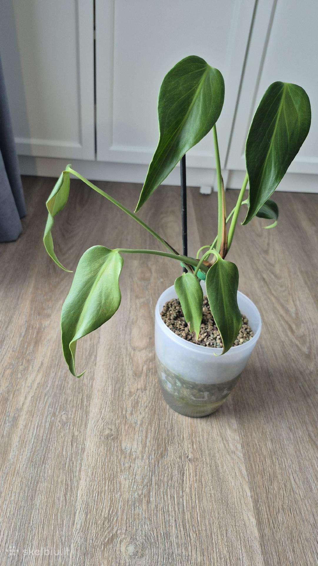 Monstera burle marx flame