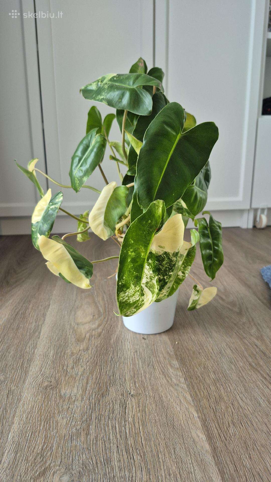 Philodendron burle-marx variegata