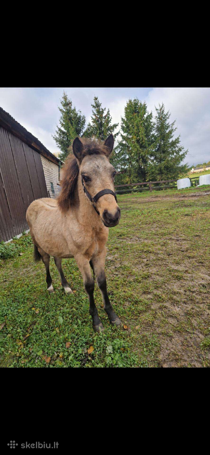 Pony klasės kumeliukas