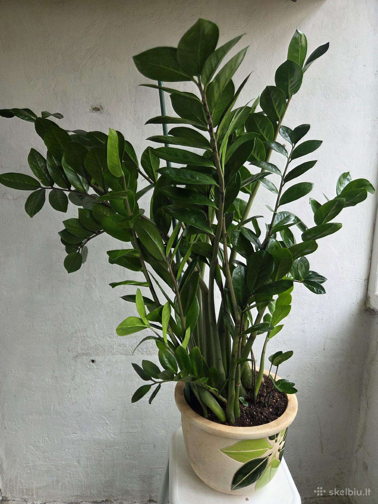 Parduodamas Zamiokulkas
