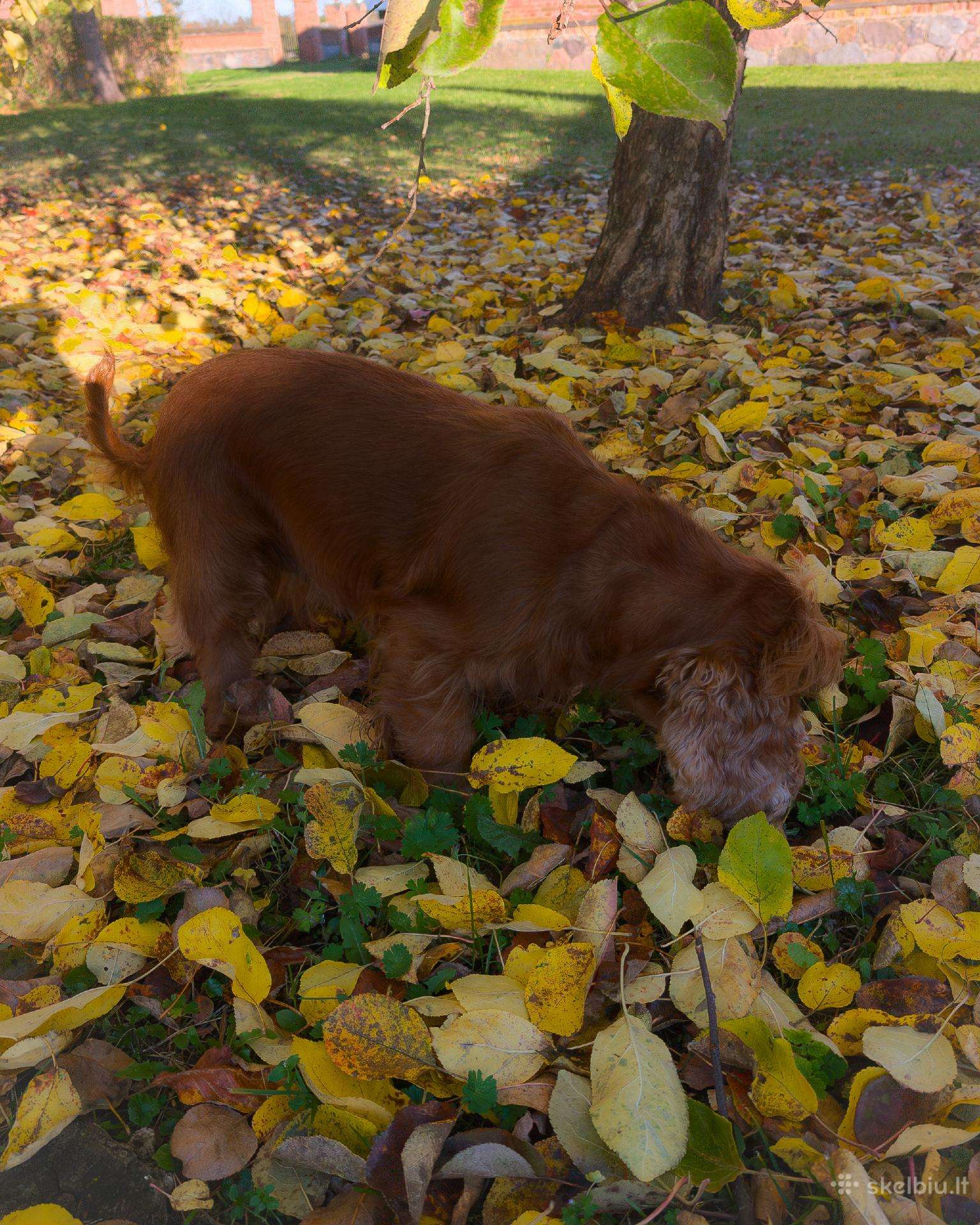 Parduodama raudona anglų kokerspanielė