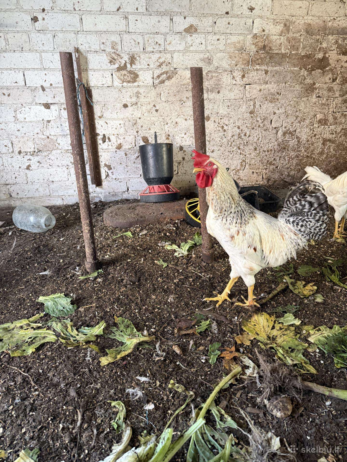 Leghorn veislės gaidžiai