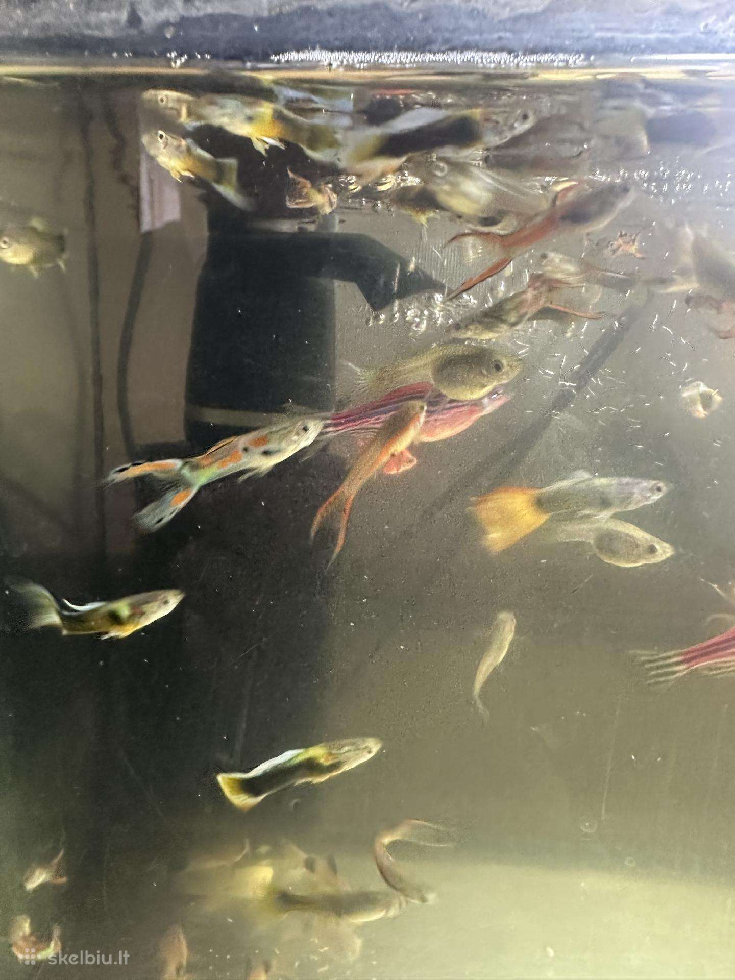 Gupijos po 50cnt