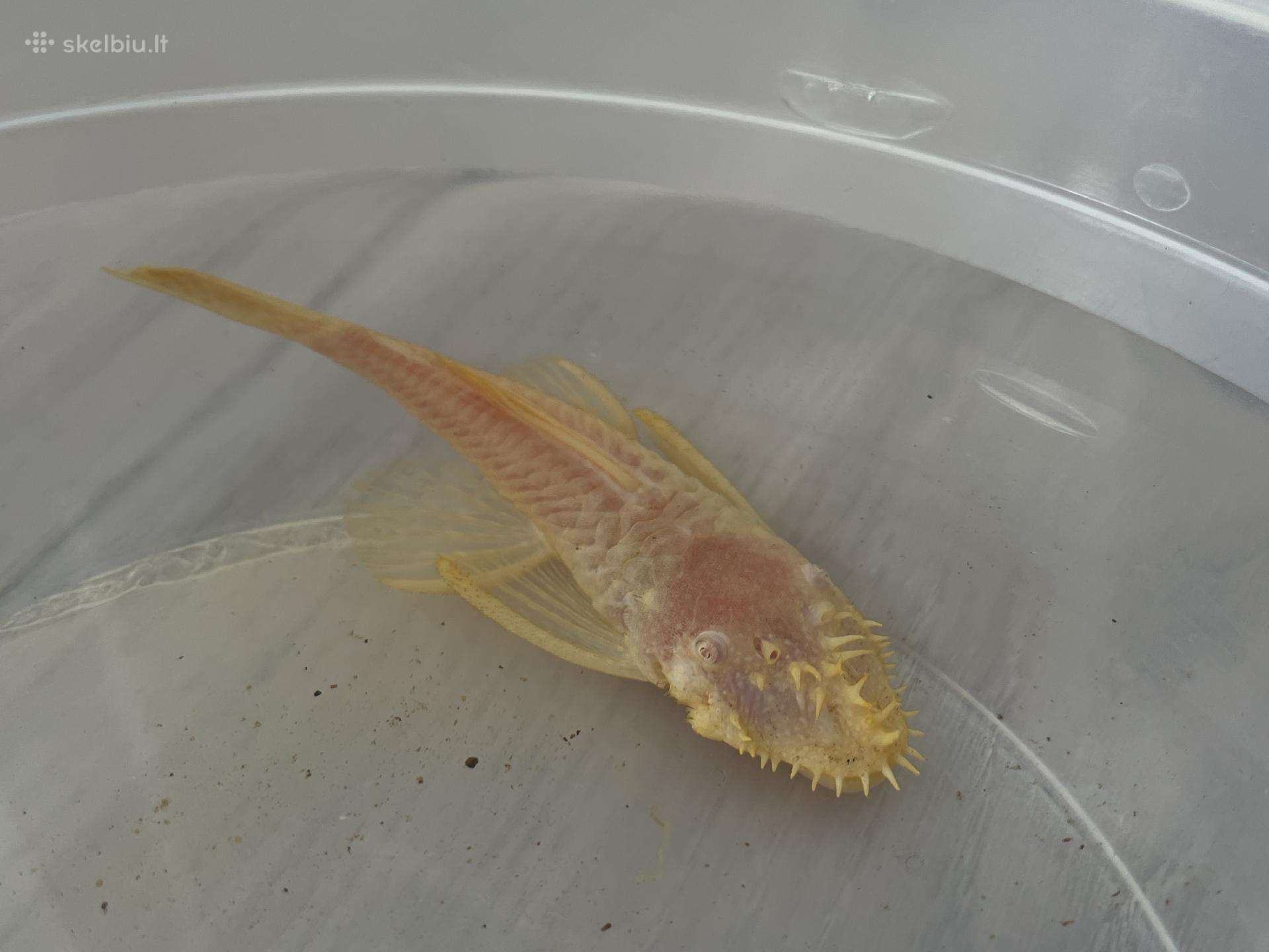 Dovanoju suaugusį oranžinį ancistrusą(šamą)11cm