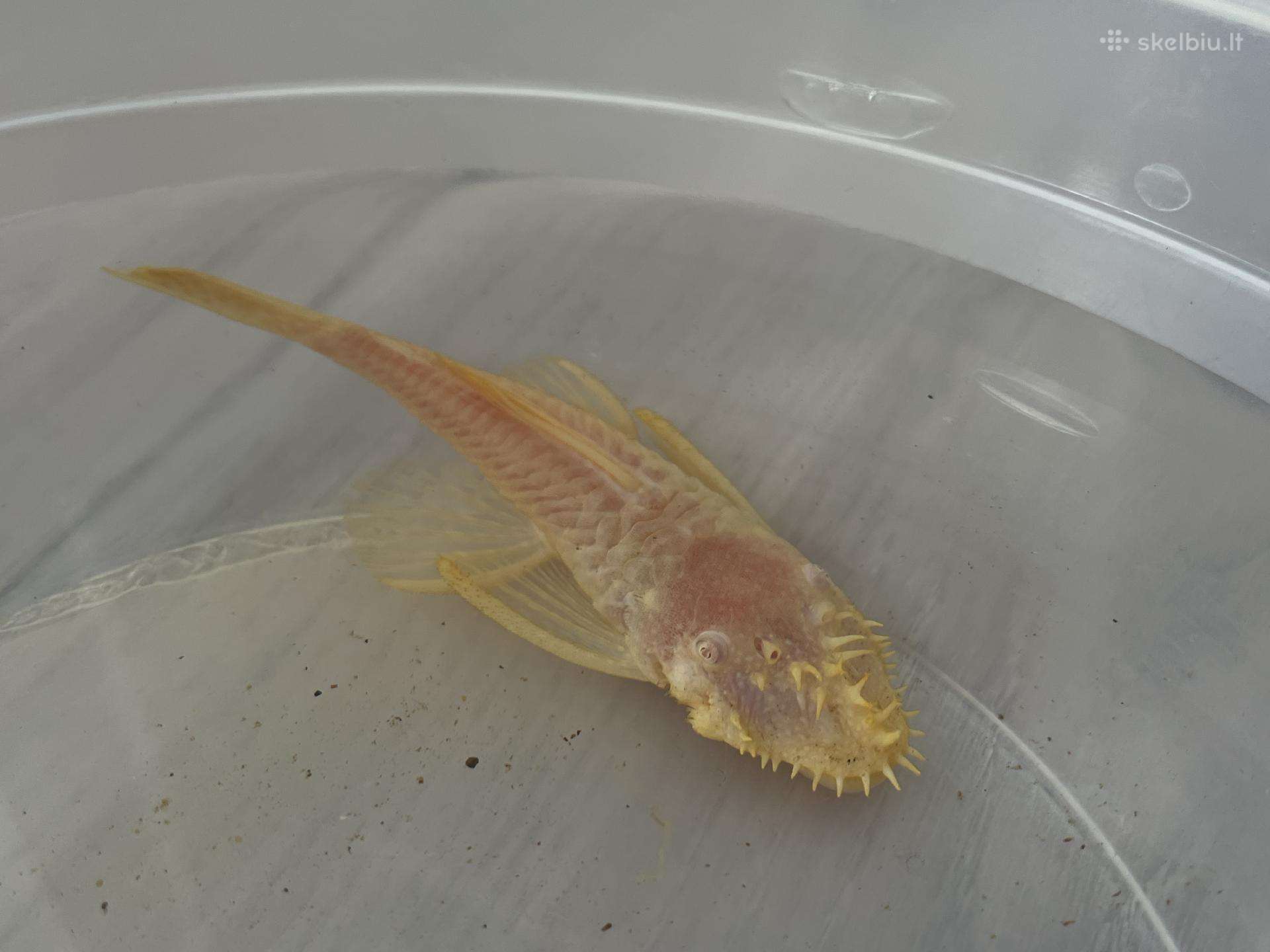 Dovanoju suaugusį oranžinį ancistrusą(šamą),11cm.