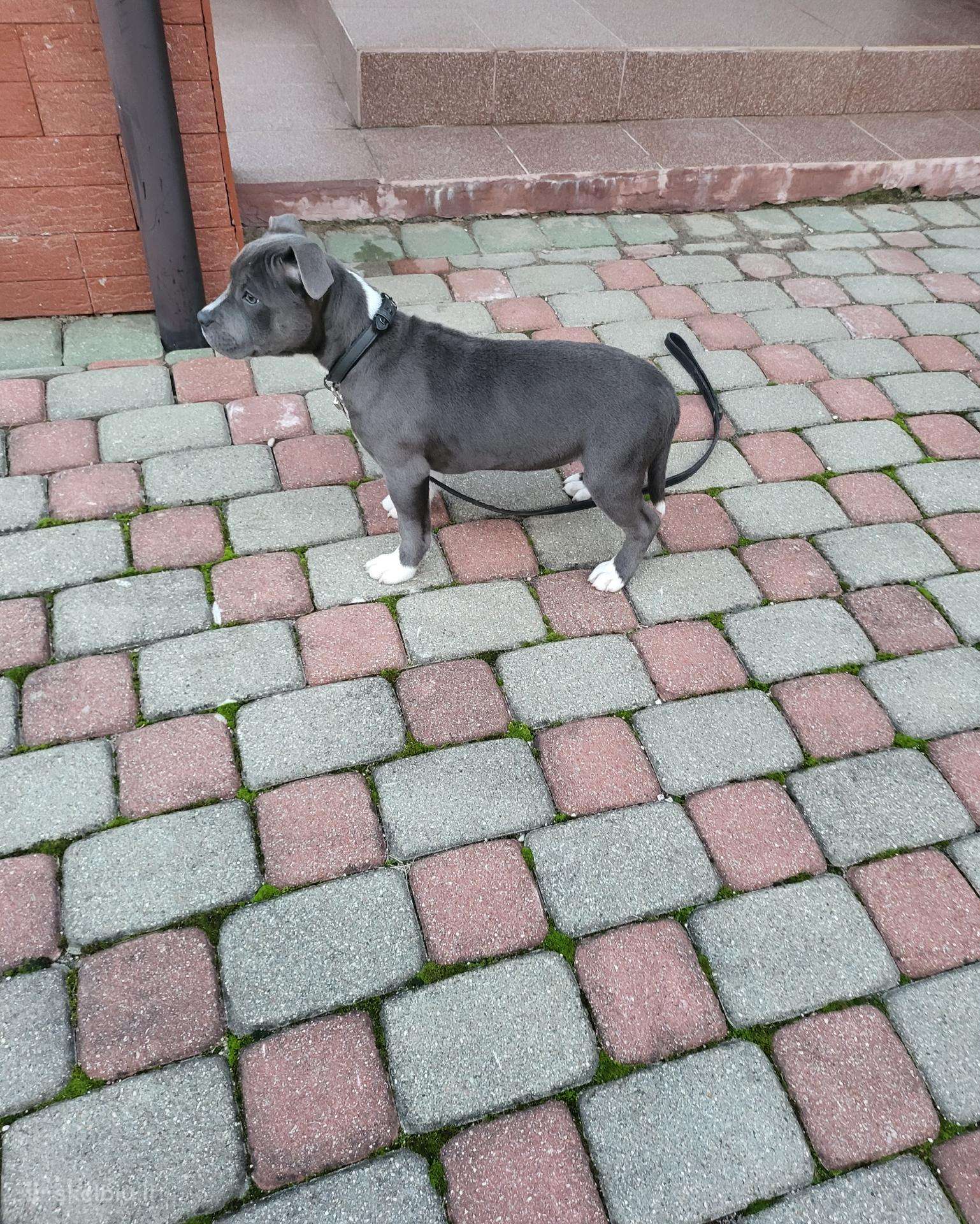 Anglų staforšyro bulterjeras