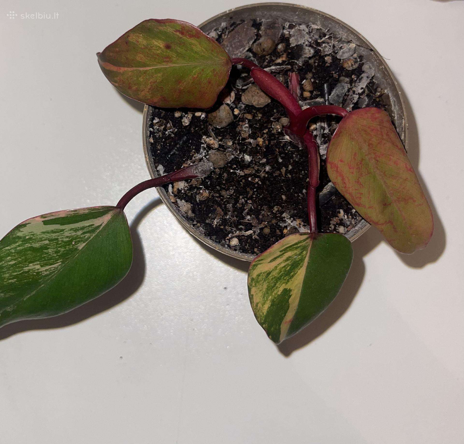 Parduodu Philodendron Strawberry Shake