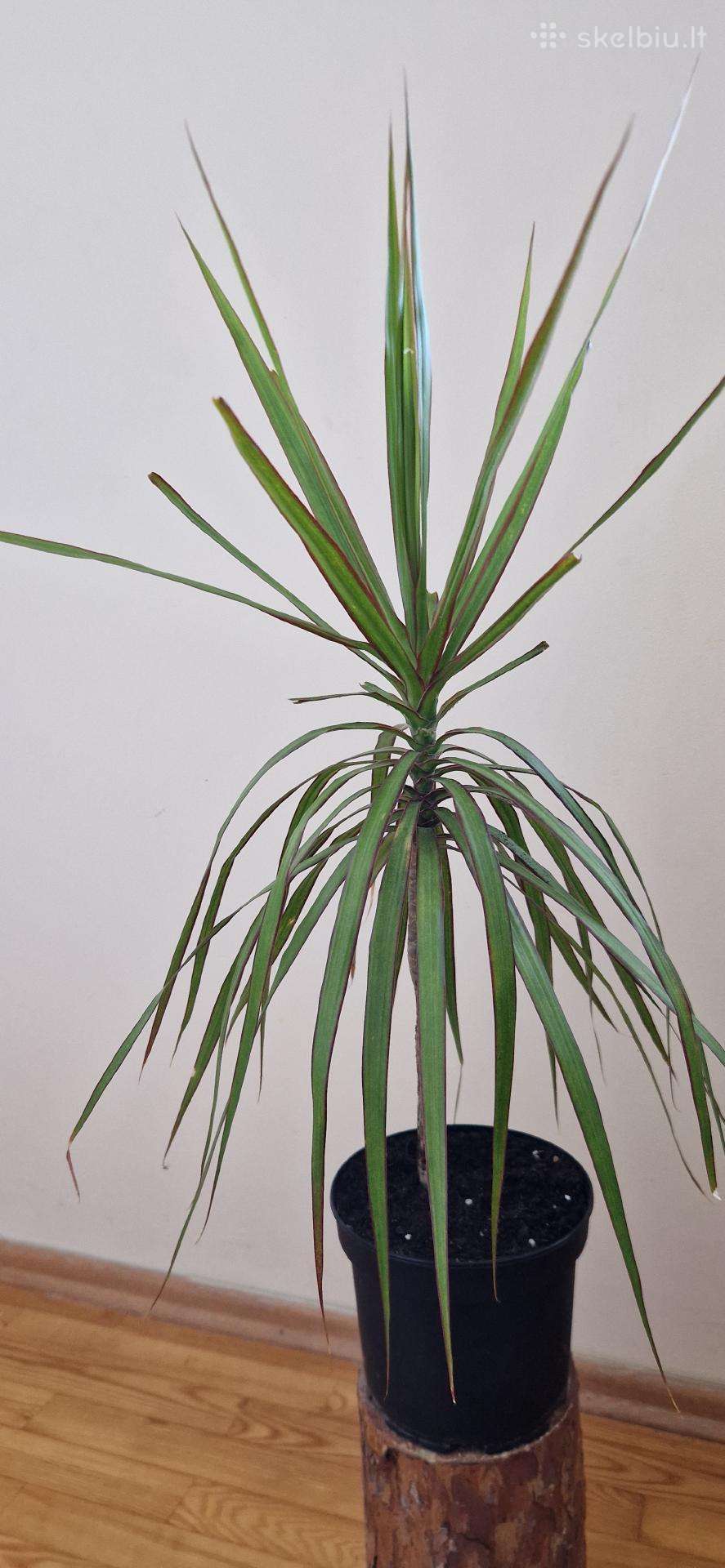 Dracena