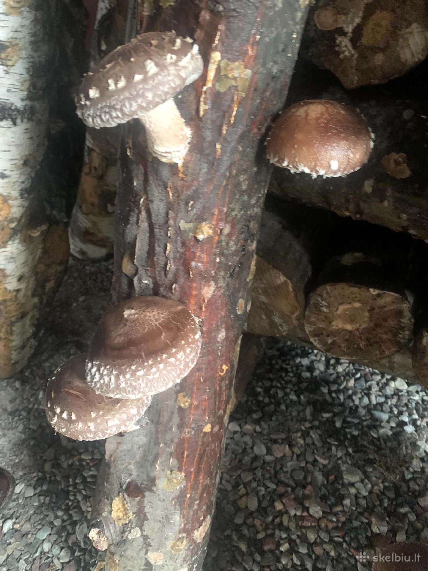 Šitake grybų rąsteliai