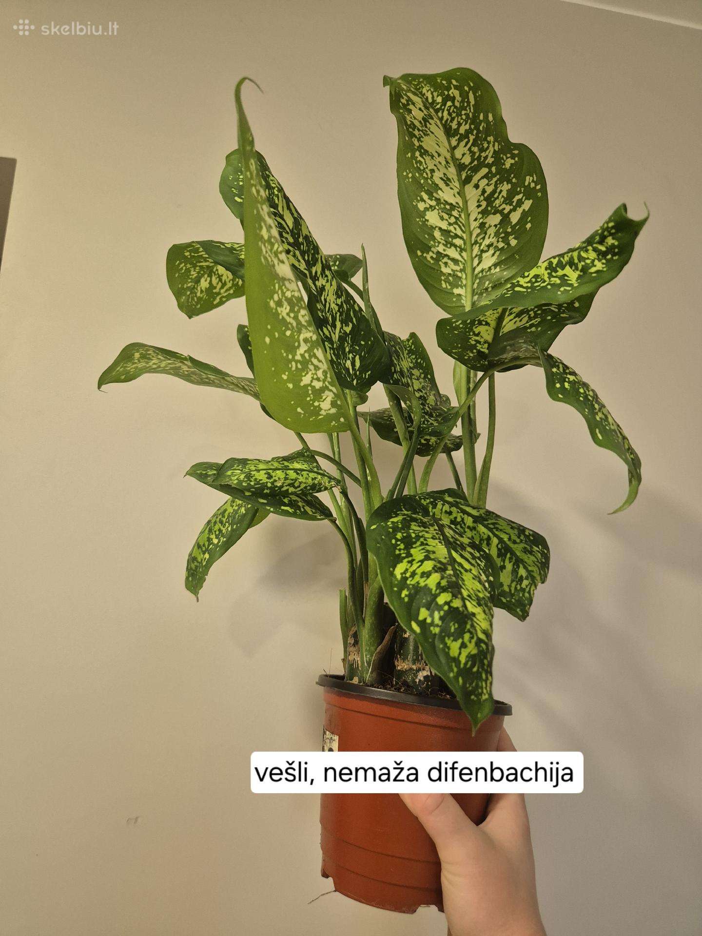 Difenbachija