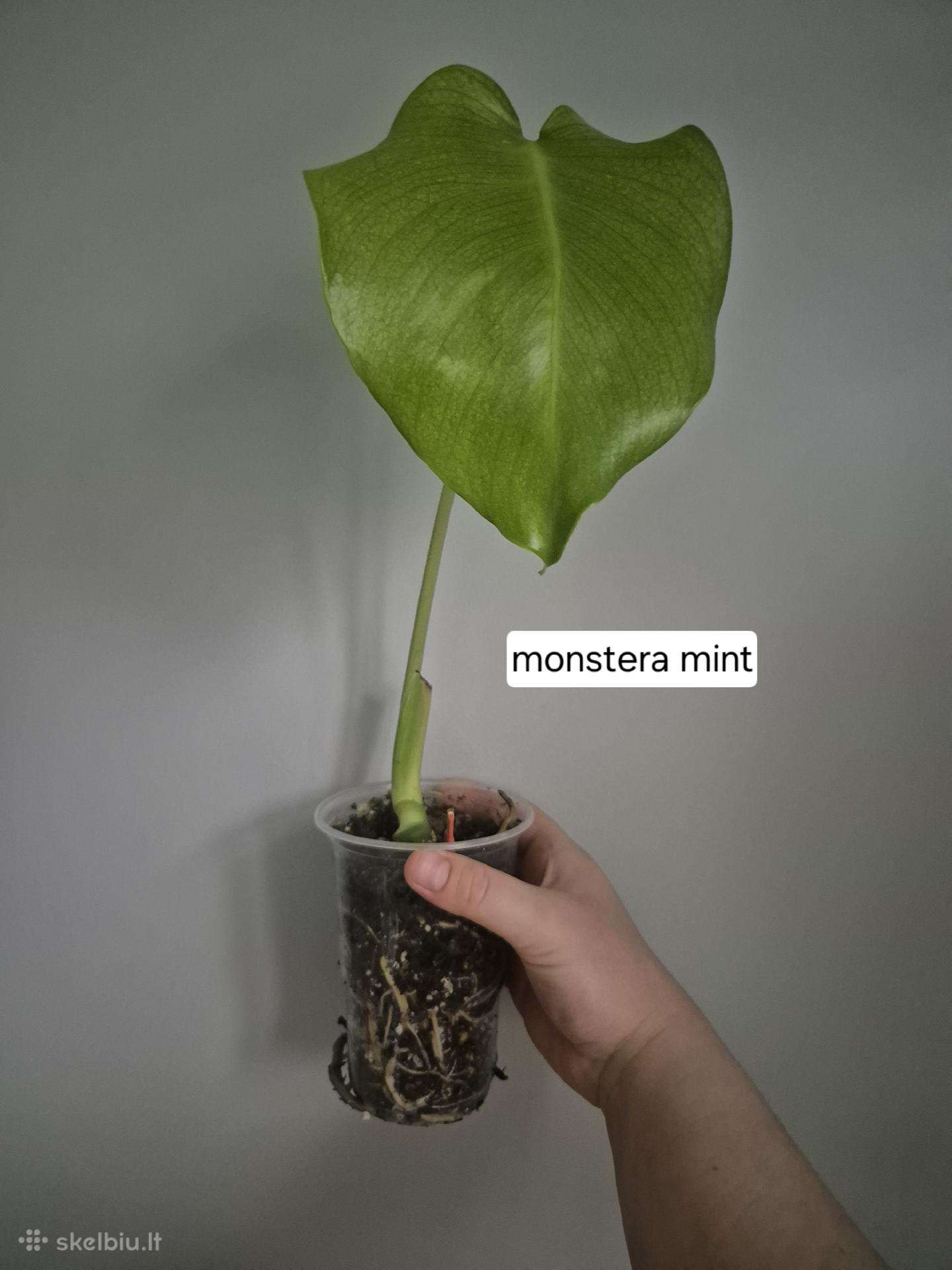 Monstera mint